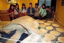Museo-Acuario  Aula del Mar