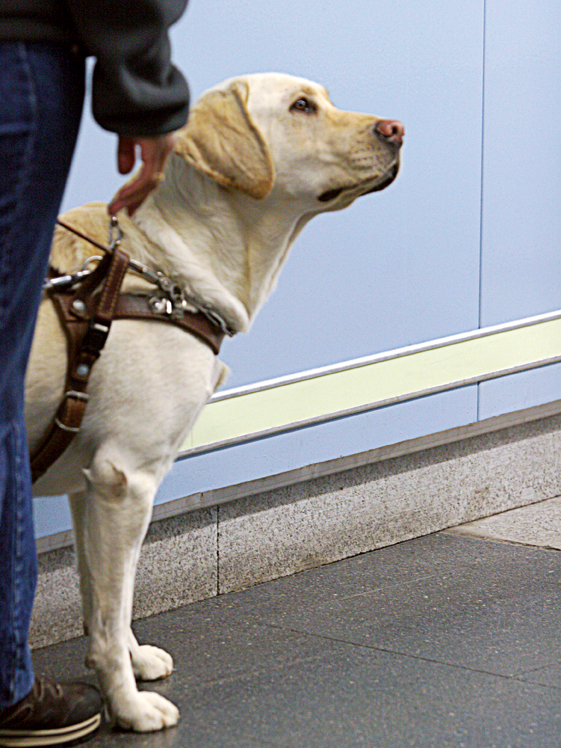 Perro guía