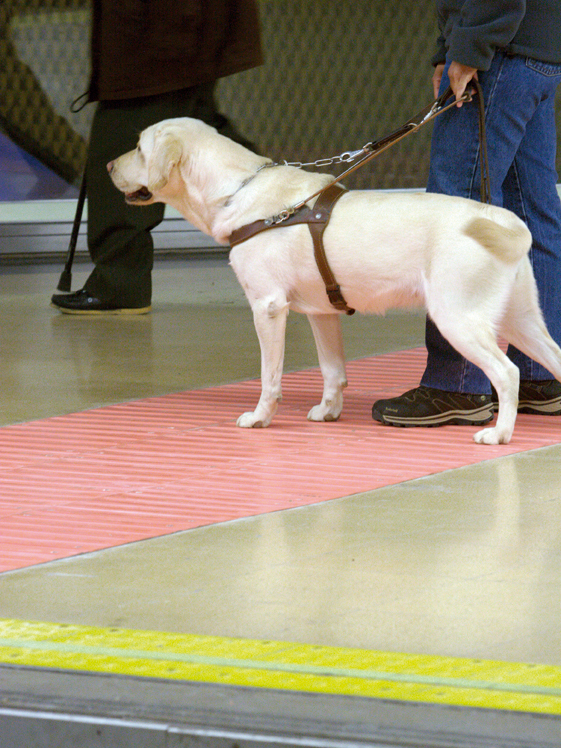Persona ciega con perro guía sobre bandas direccionales
