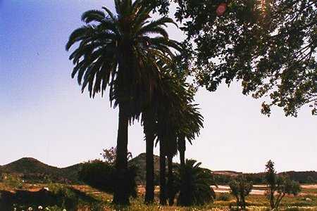 Cabello_0.jpg (44556 bytes)