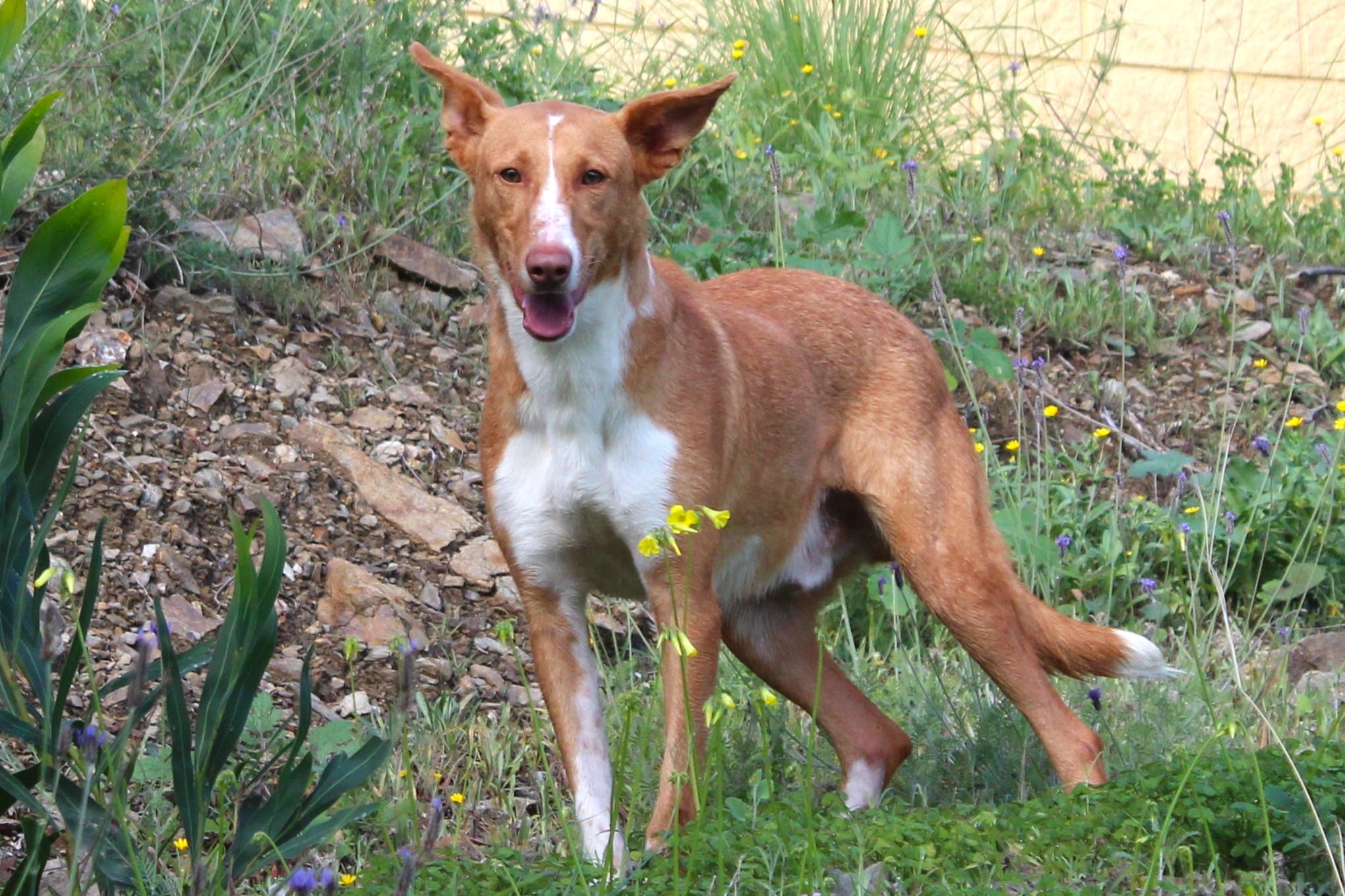 OLIVER (APT15)