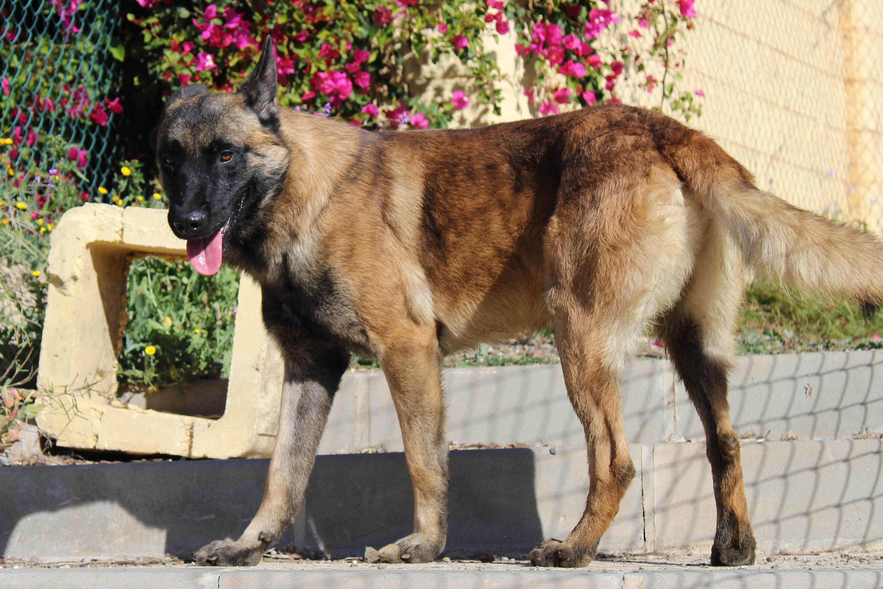 BOBY (N2 APT5)