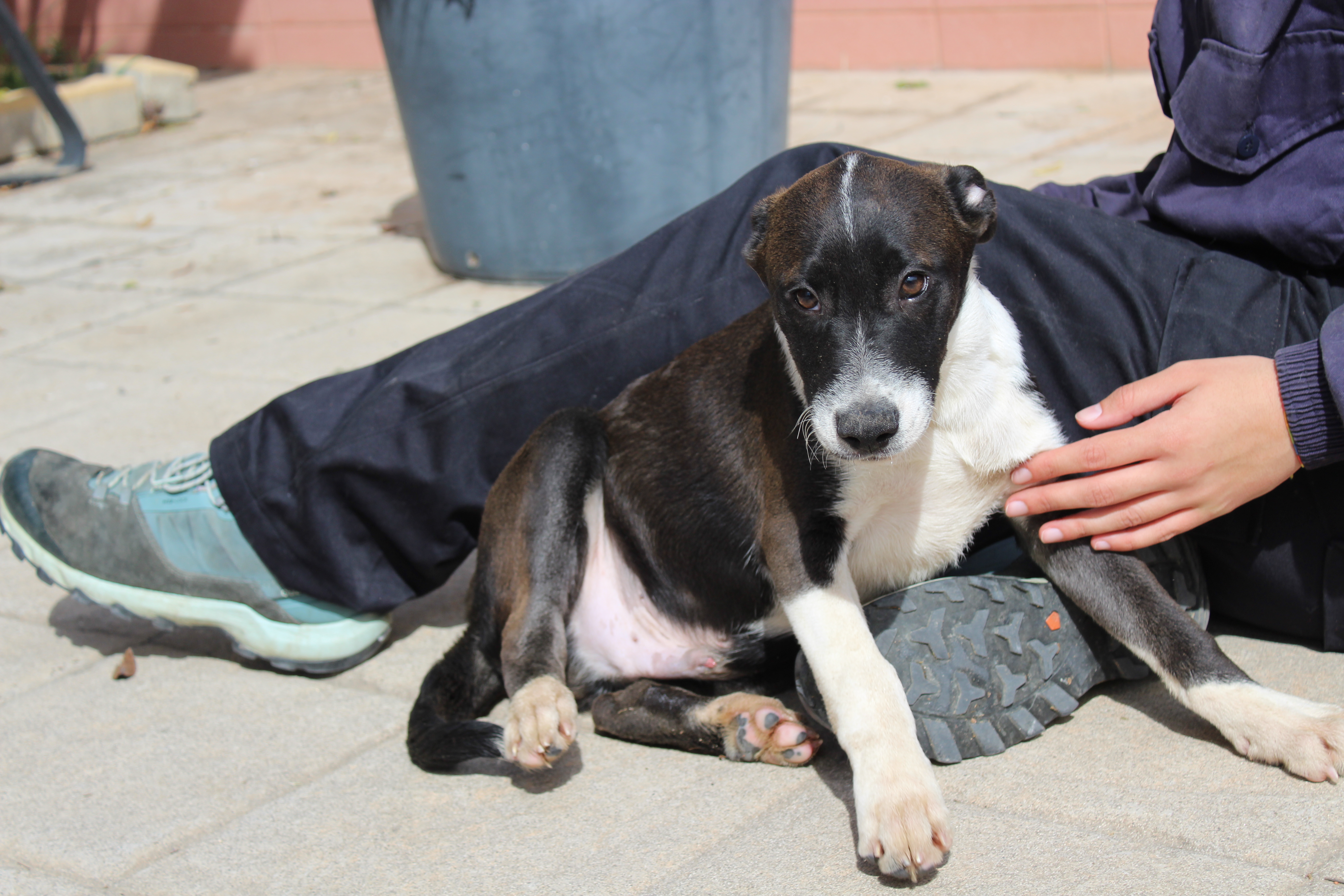 OREO (APT17)