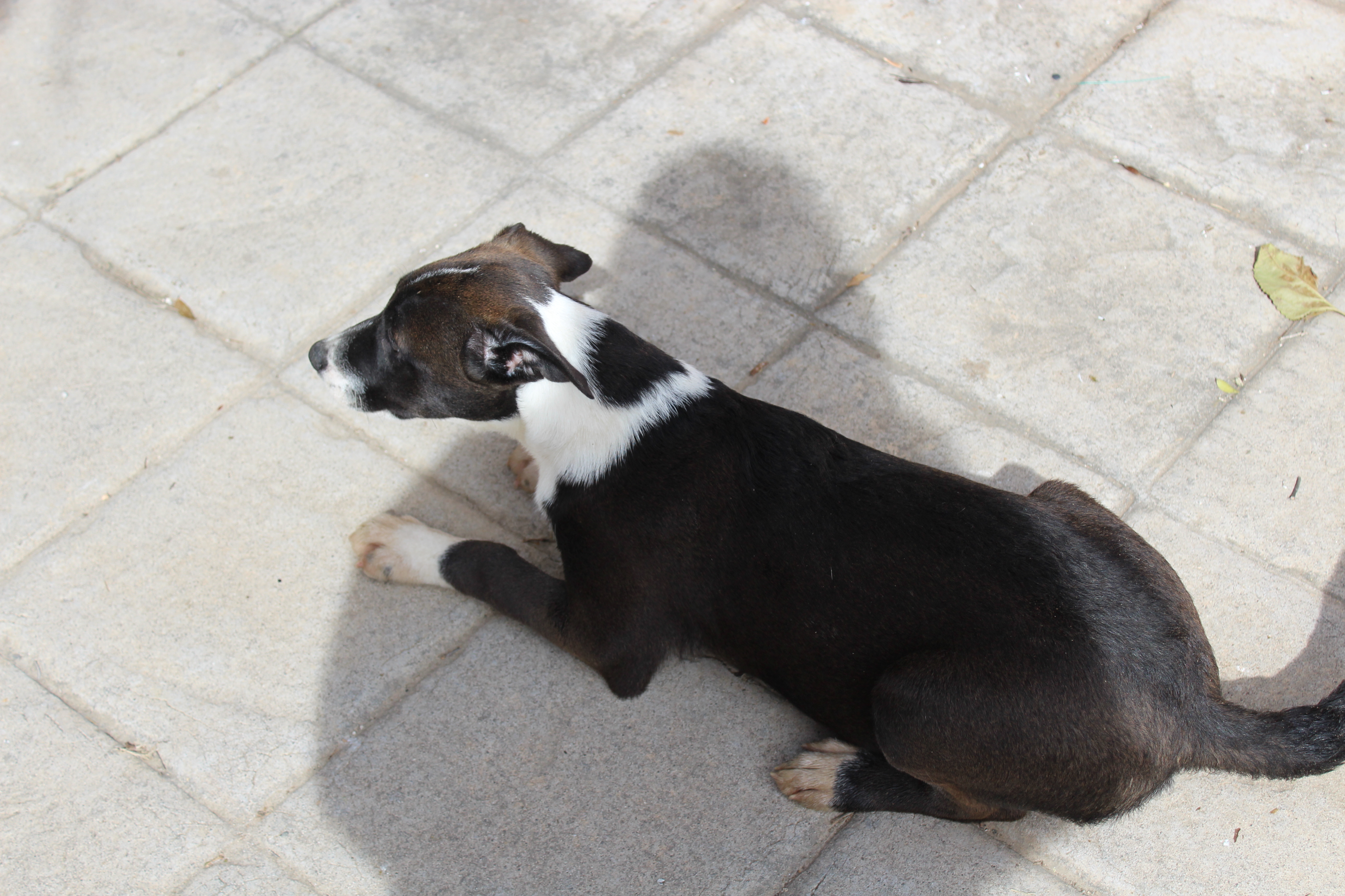 OREO (APT17)