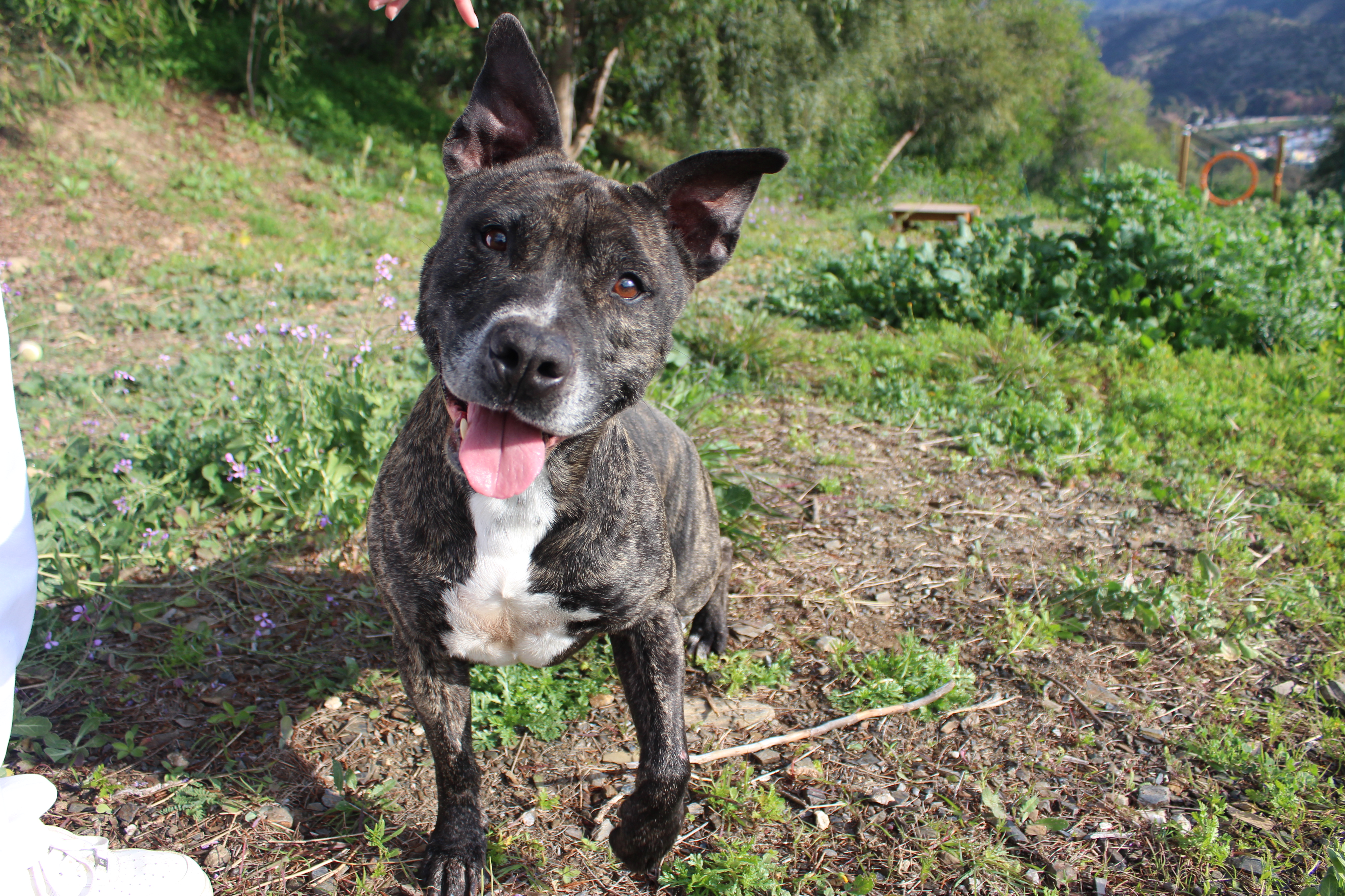 Detalle de AMERICAN STAFFORDSHIRE TERRIER