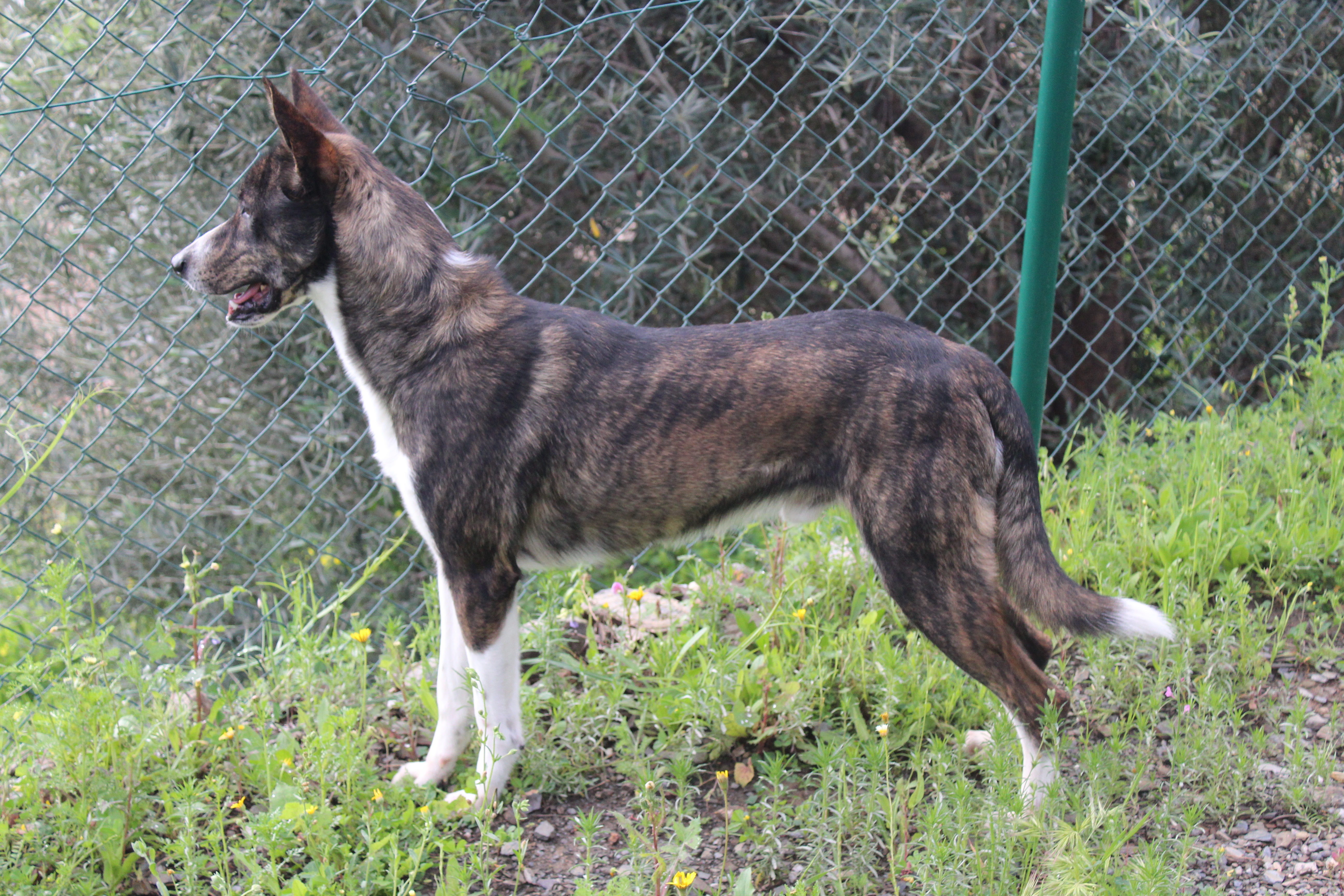 BALTO (APT7)