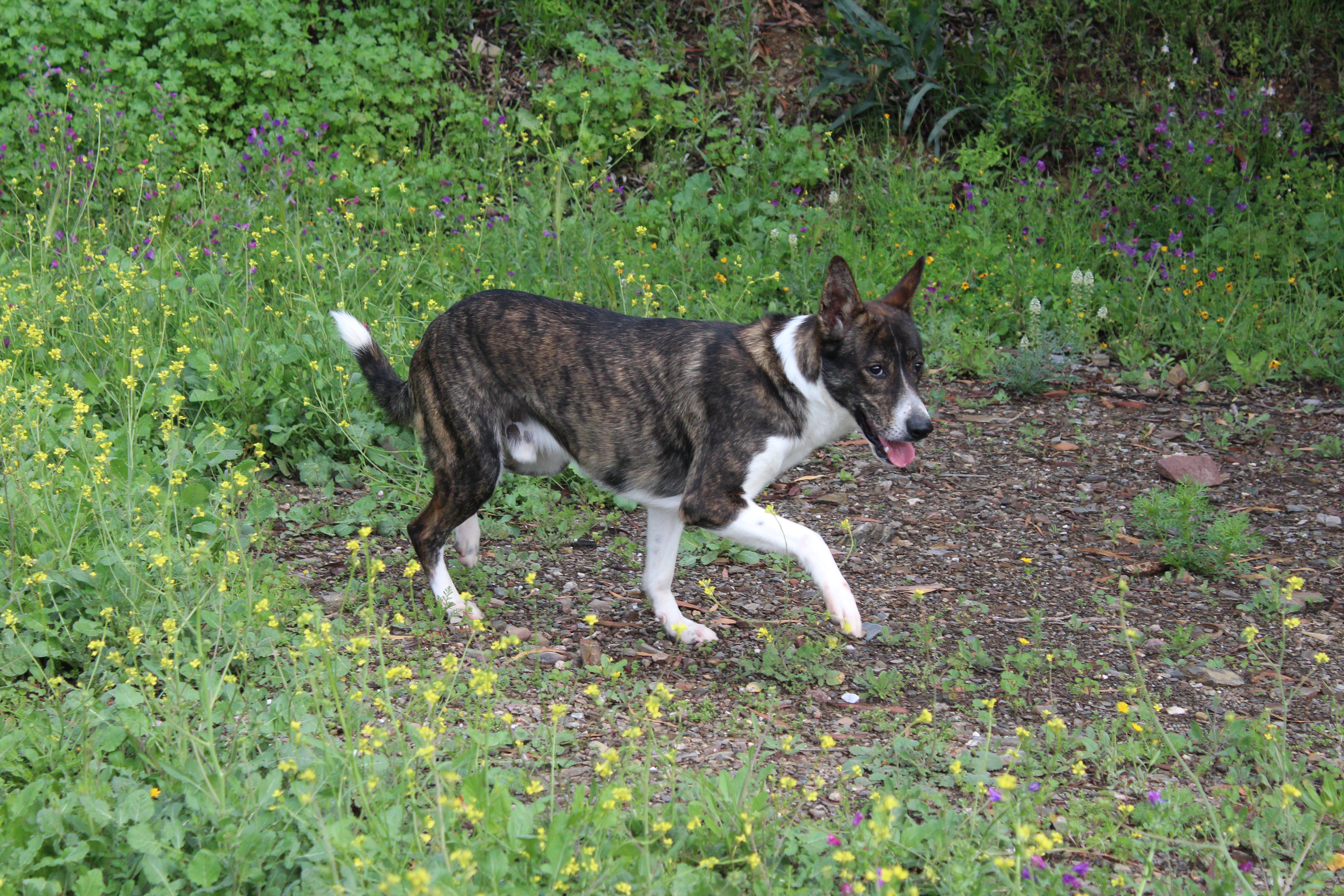 BALTO (APT7)
