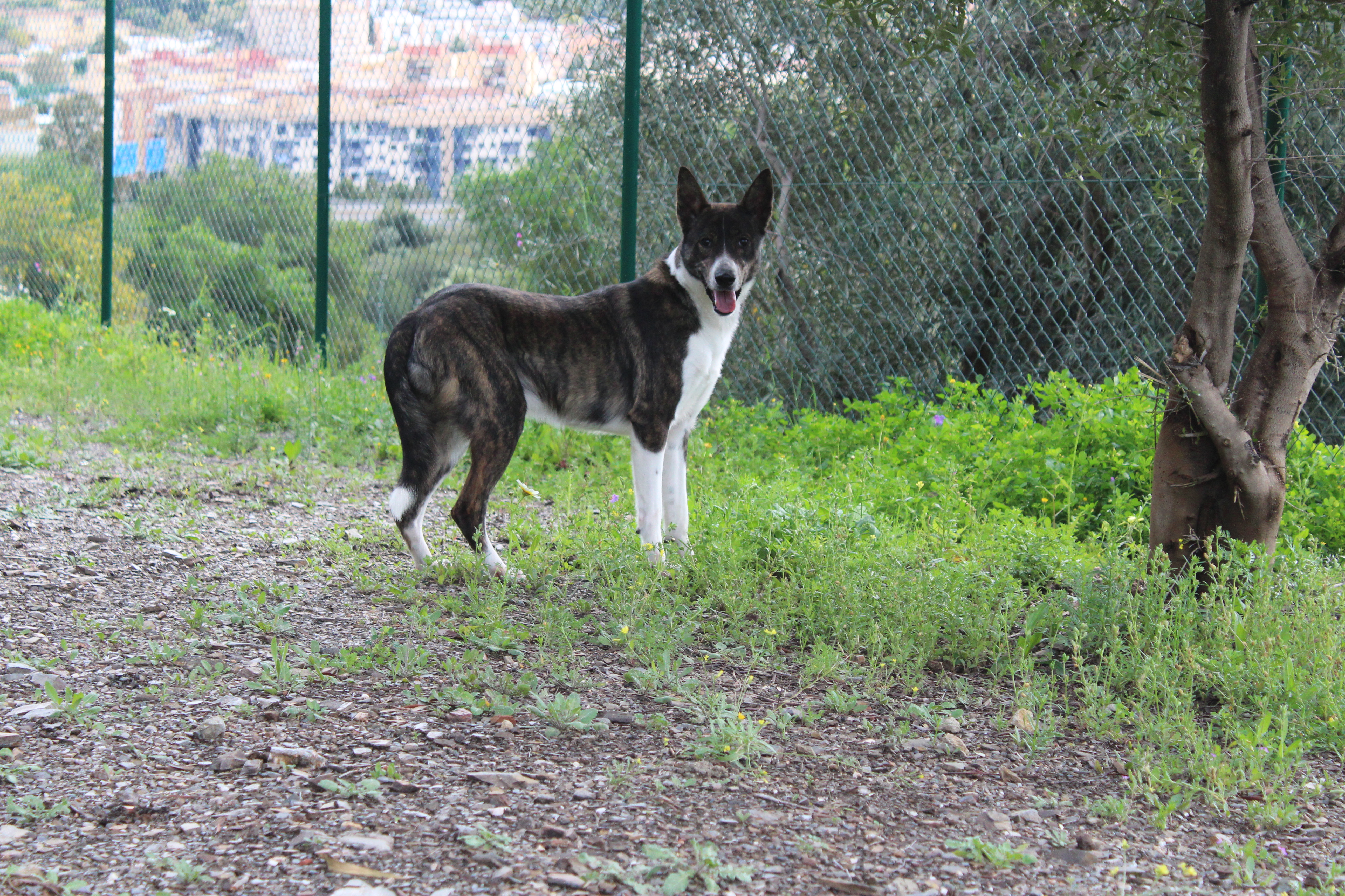 BALTO (APT7)
