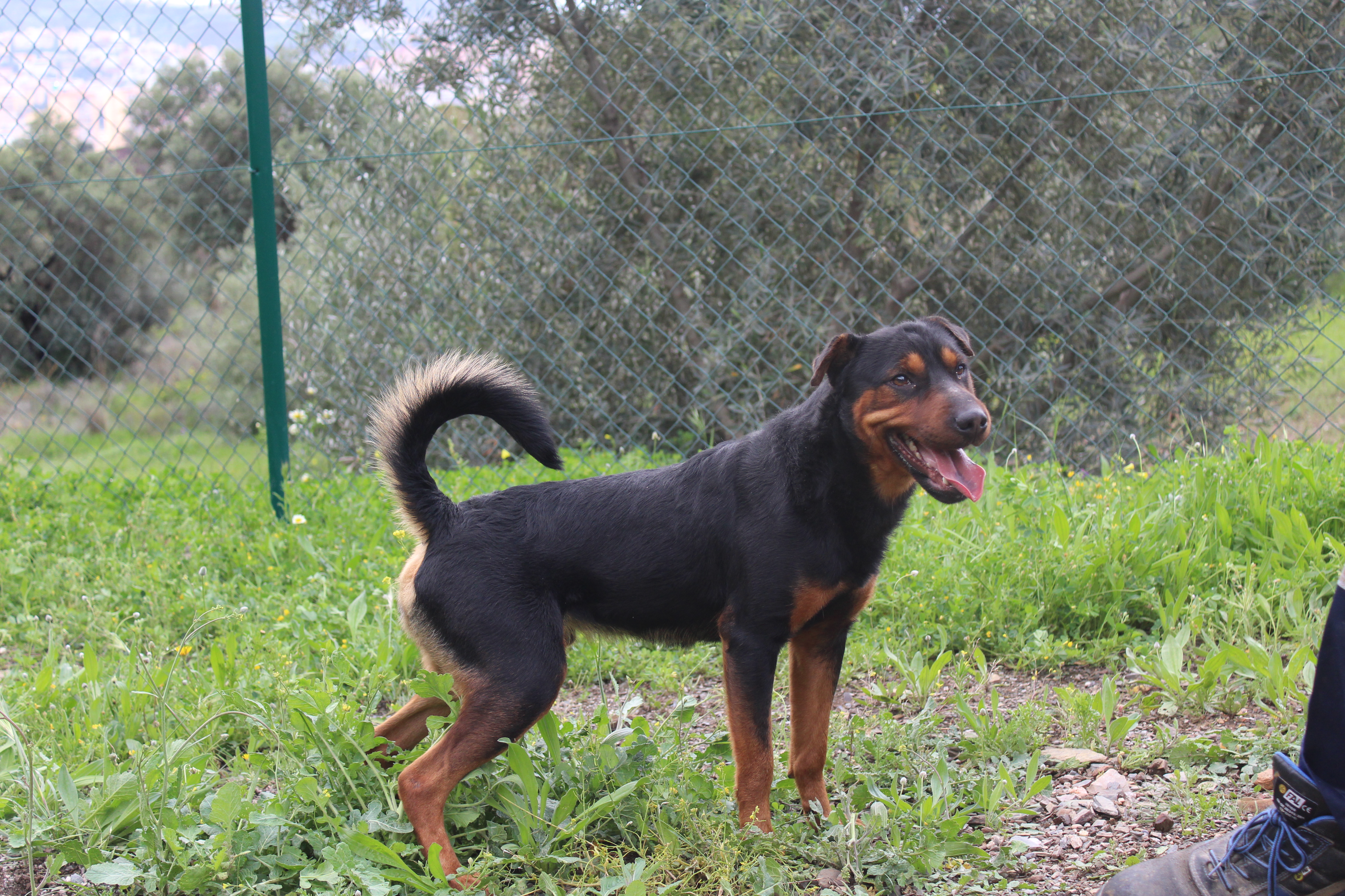 BACON (N3 APT15)