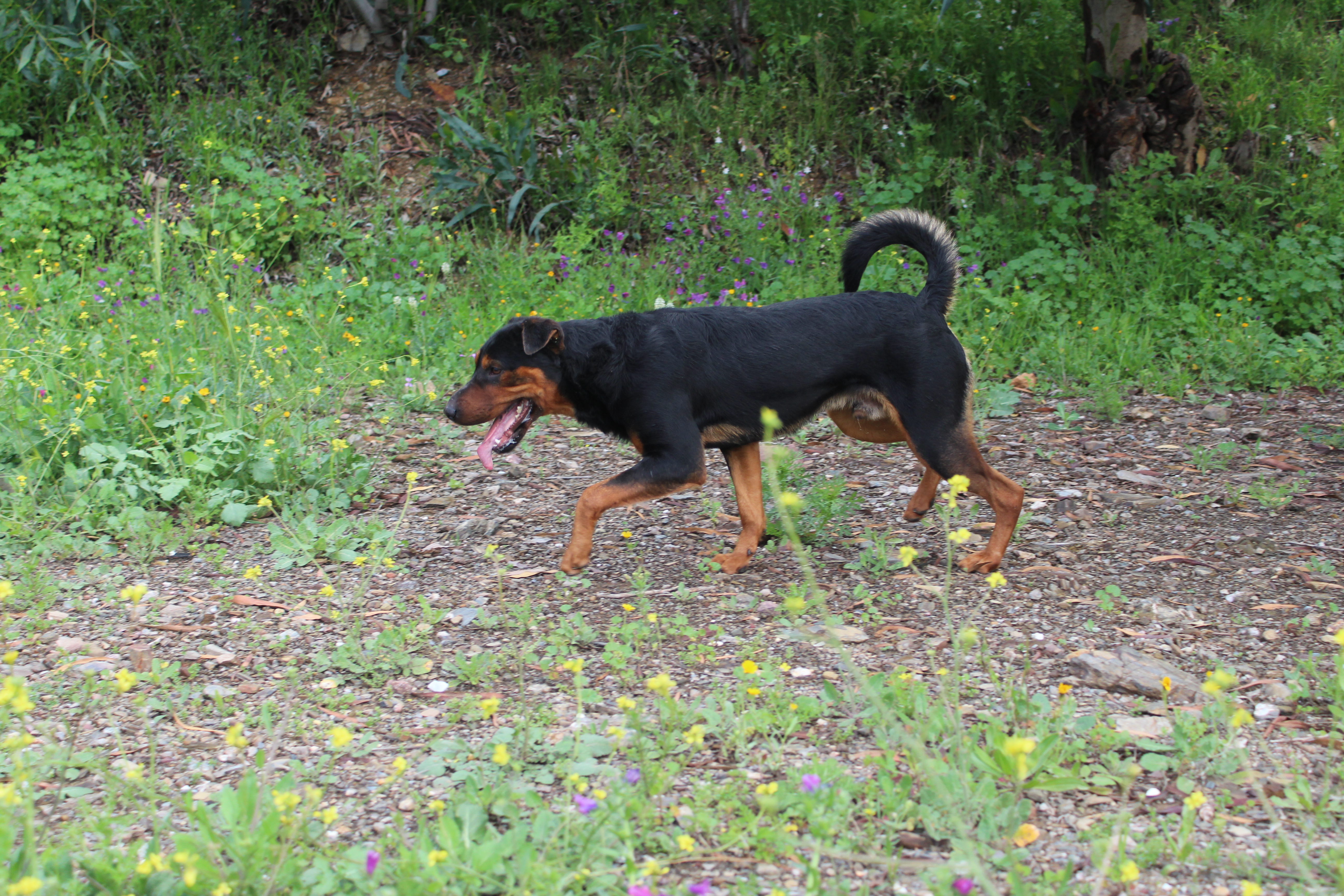 BACON (N3 APT15)