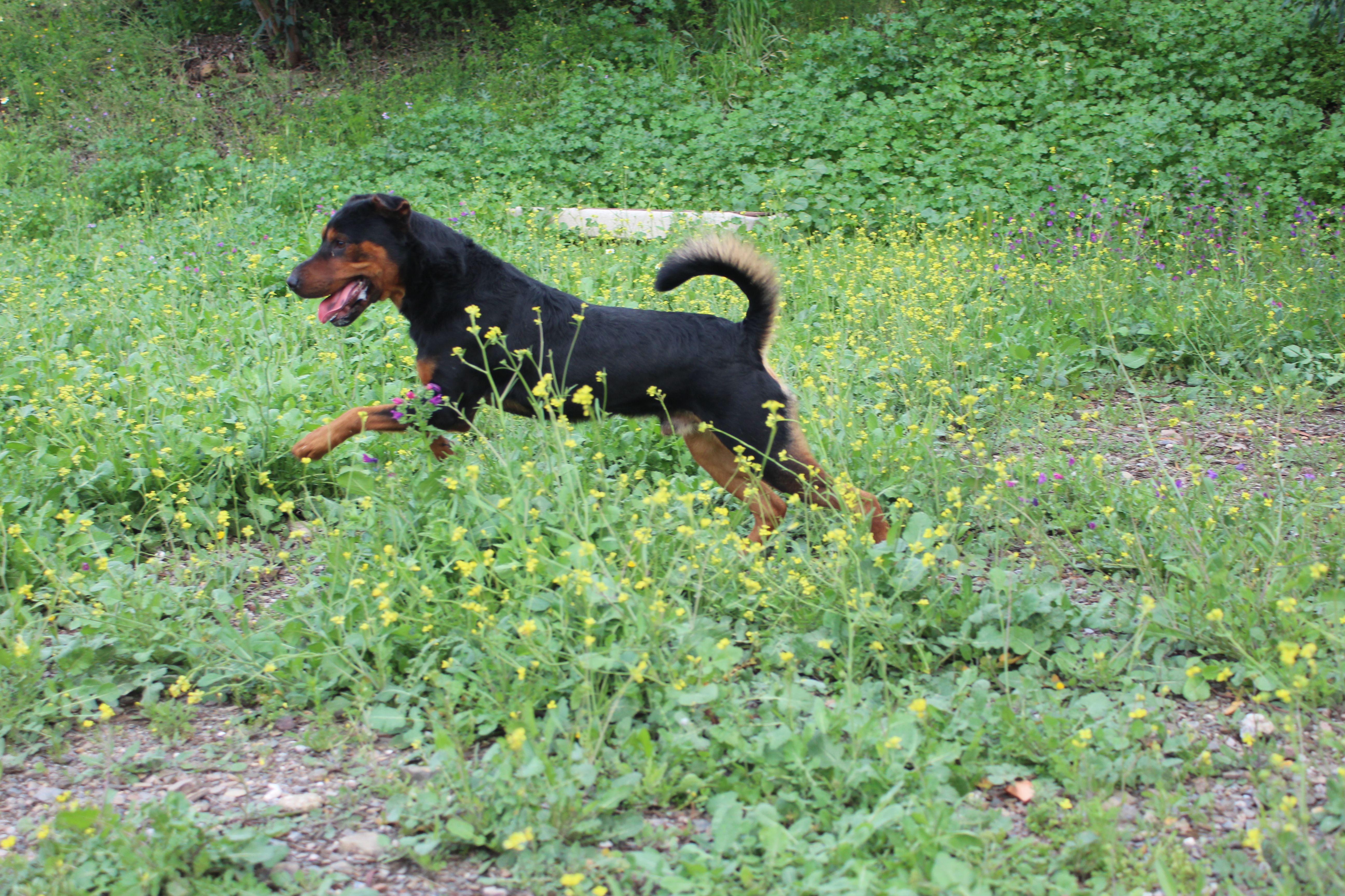 BACON (N3 APT15)