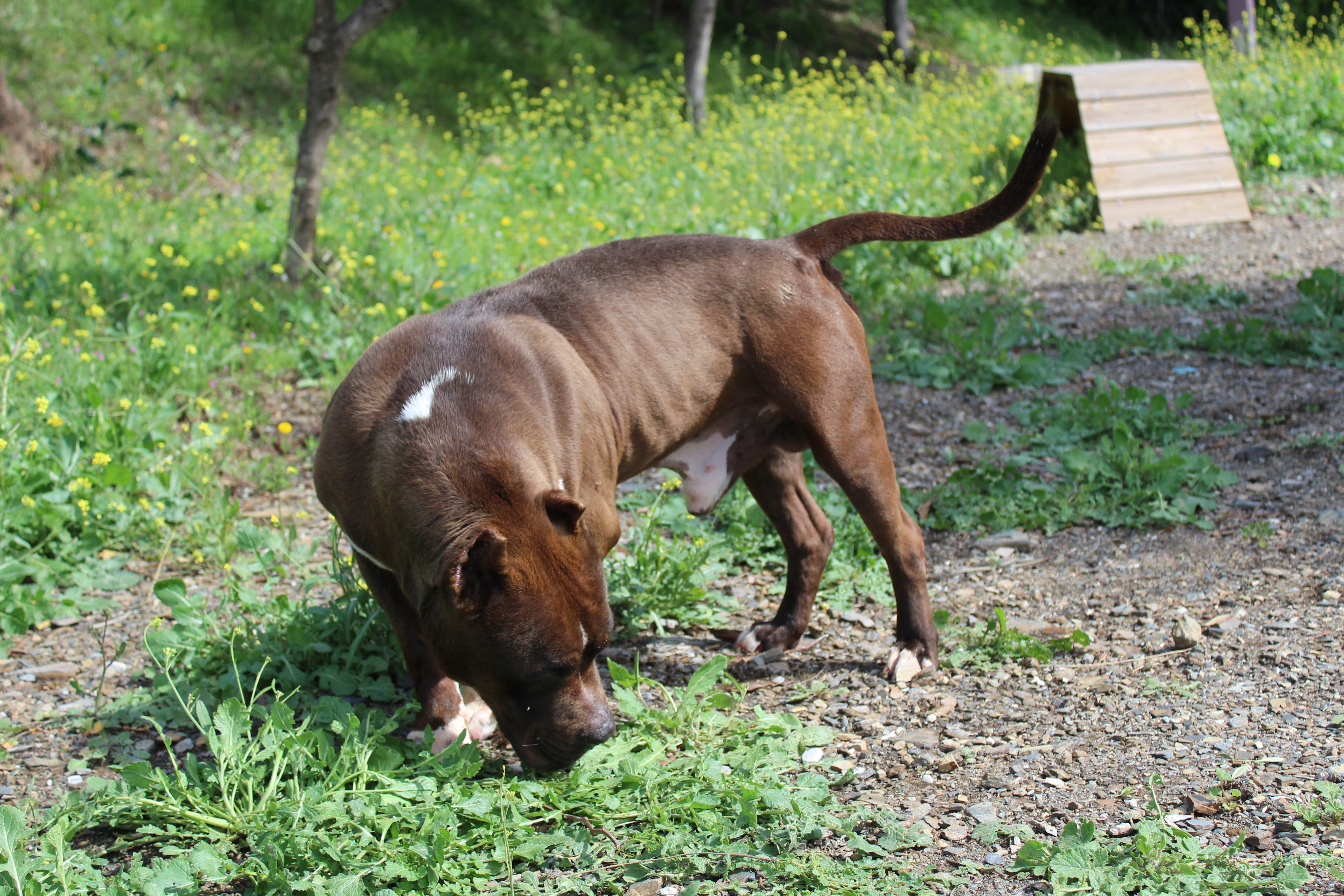 CHOCOLATE (N3 APT35)