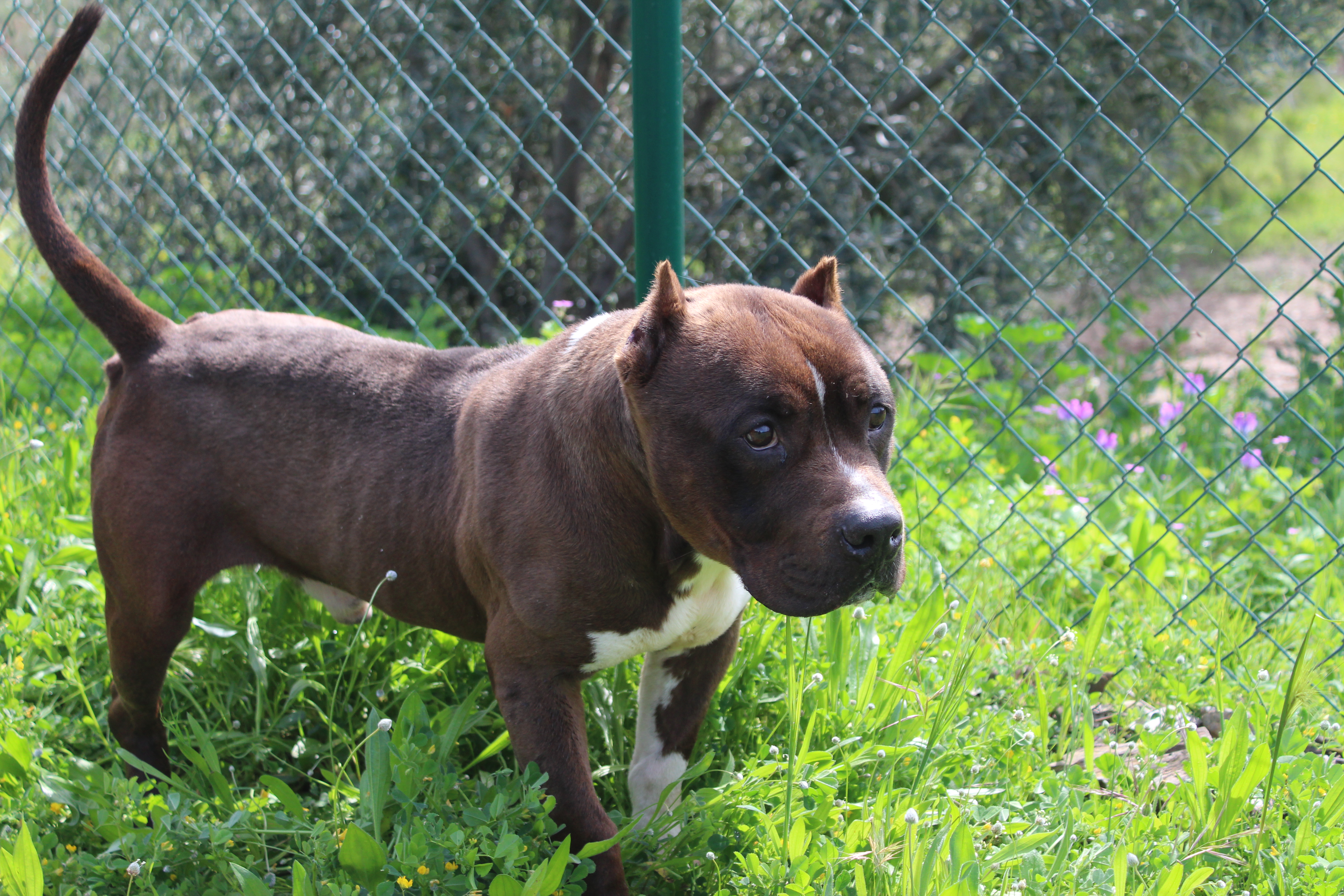 CHOCOLATE (N3 APT35)
