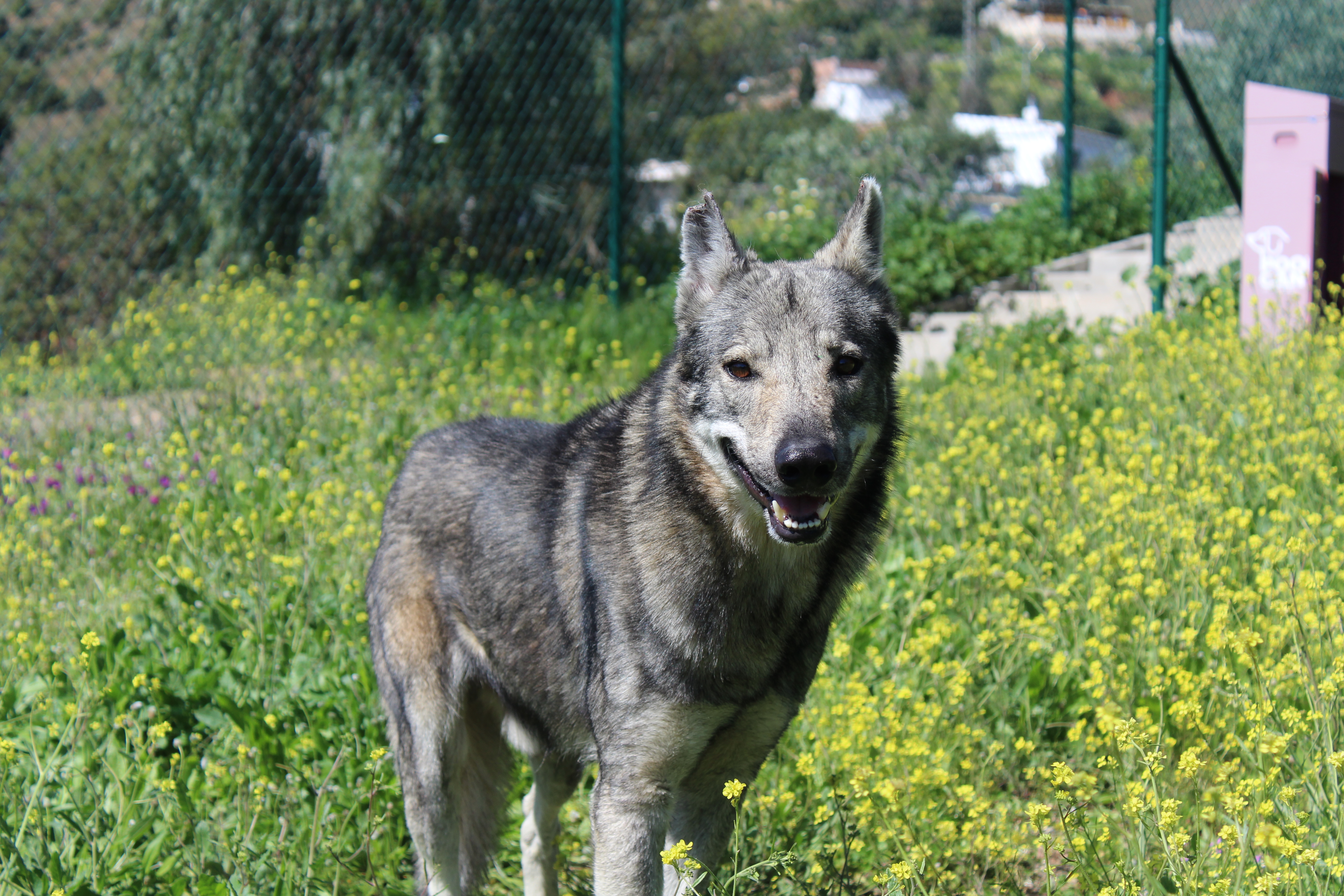Detalle de LOBO CHECOSLOVACO