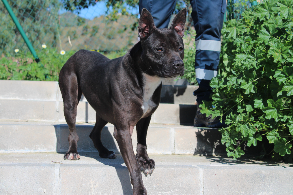 ABRIL (N3 APT38)