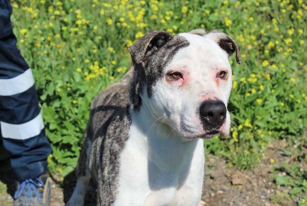 Detalle de AMERICAN STAFFORDSHIRE TERRIER