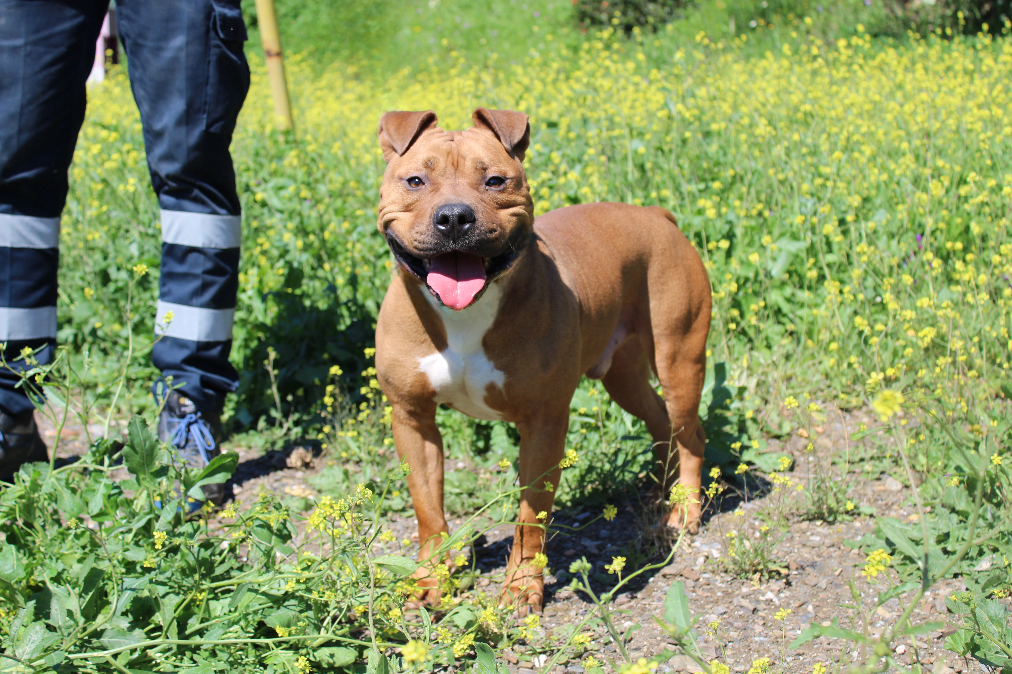 Detalle de AMERICAN BULLY