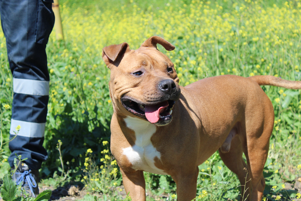 TYSON (N2 APT36)