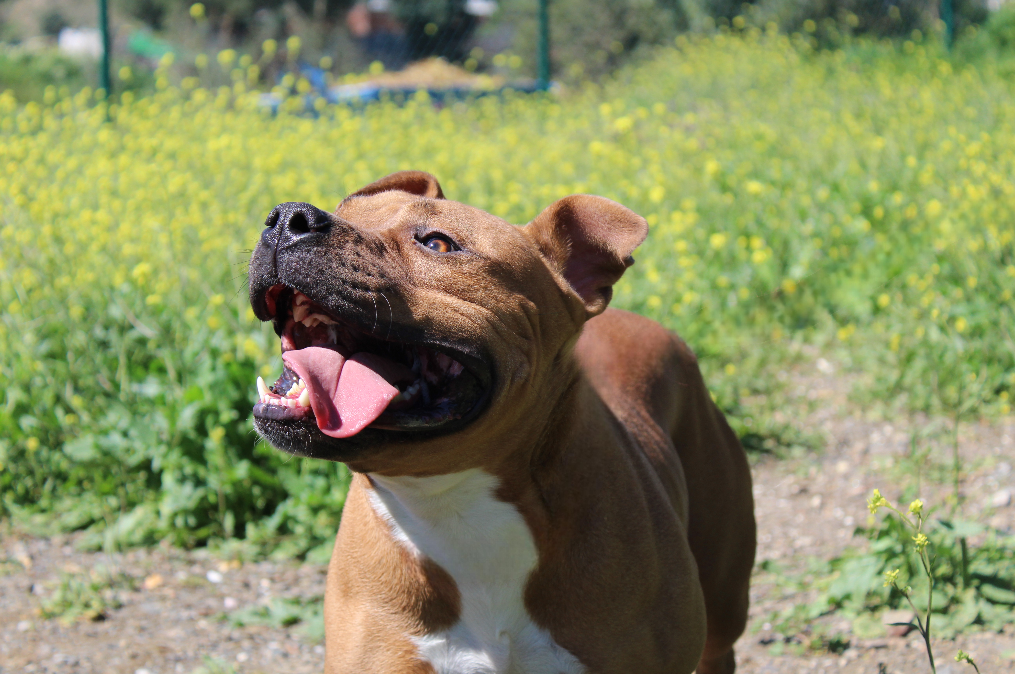 TYSON (N2 APT36)