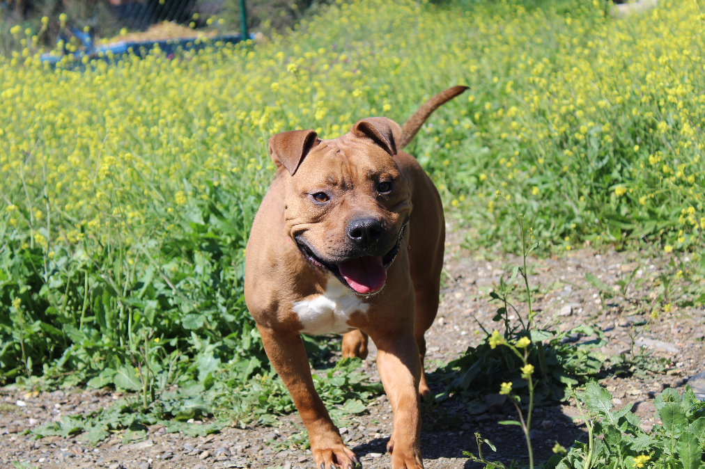 TYSON (N2 APT36)