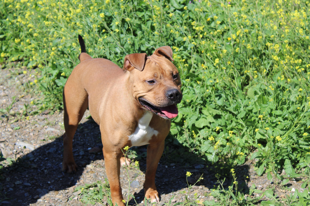 TYSON (N2 APT36)