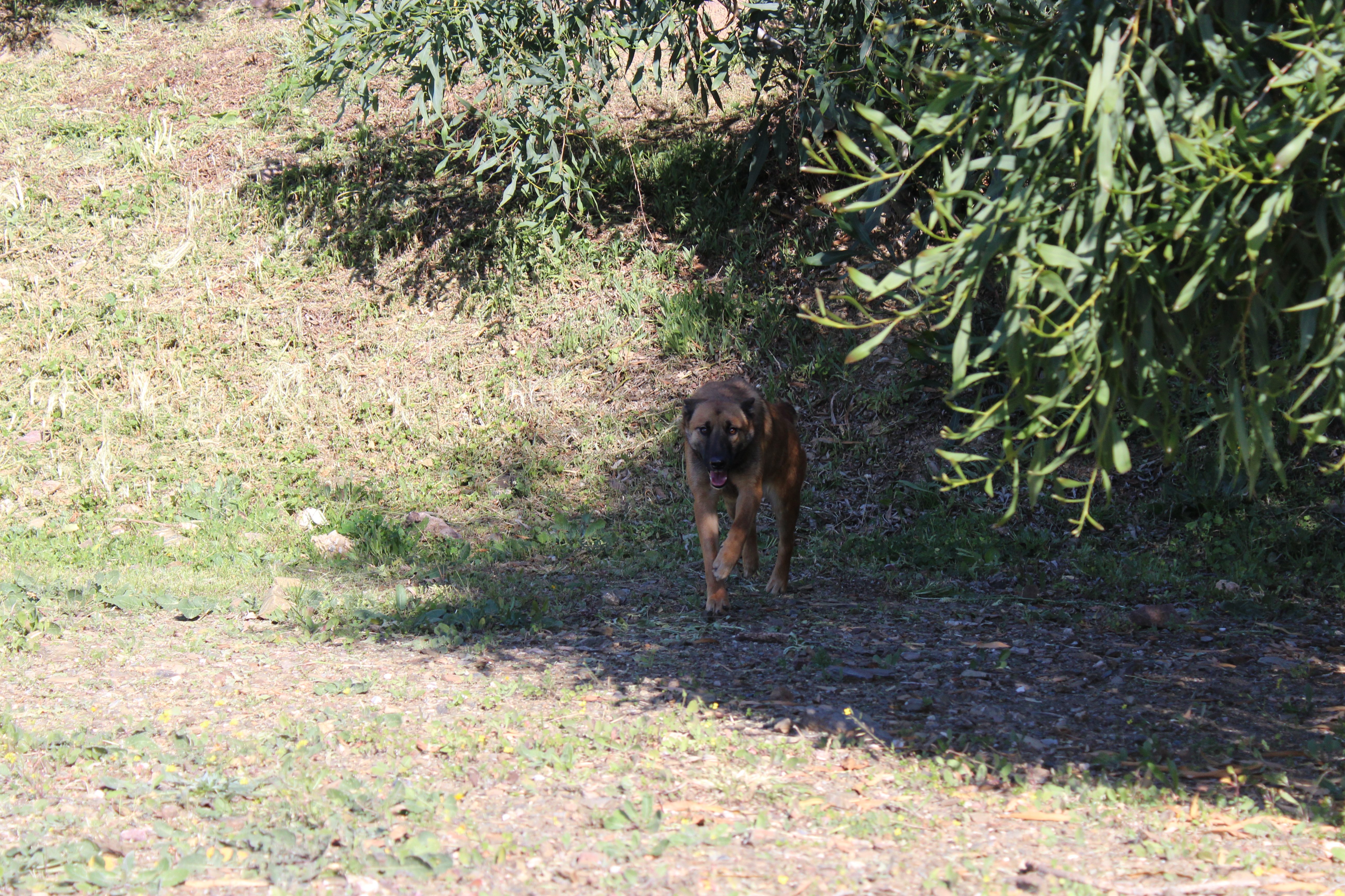 BELLOTA (APT35)