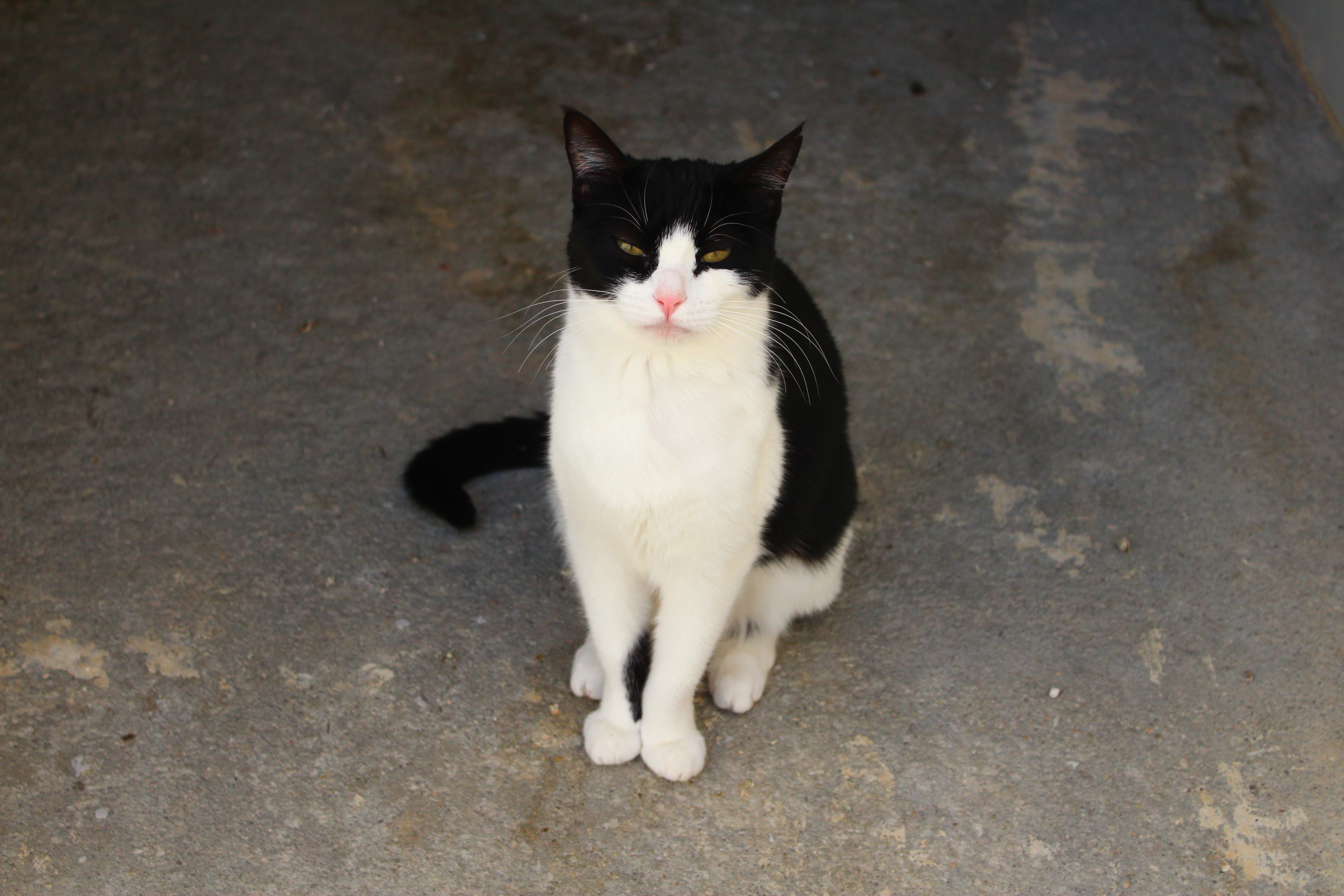 NICKY (GA3)