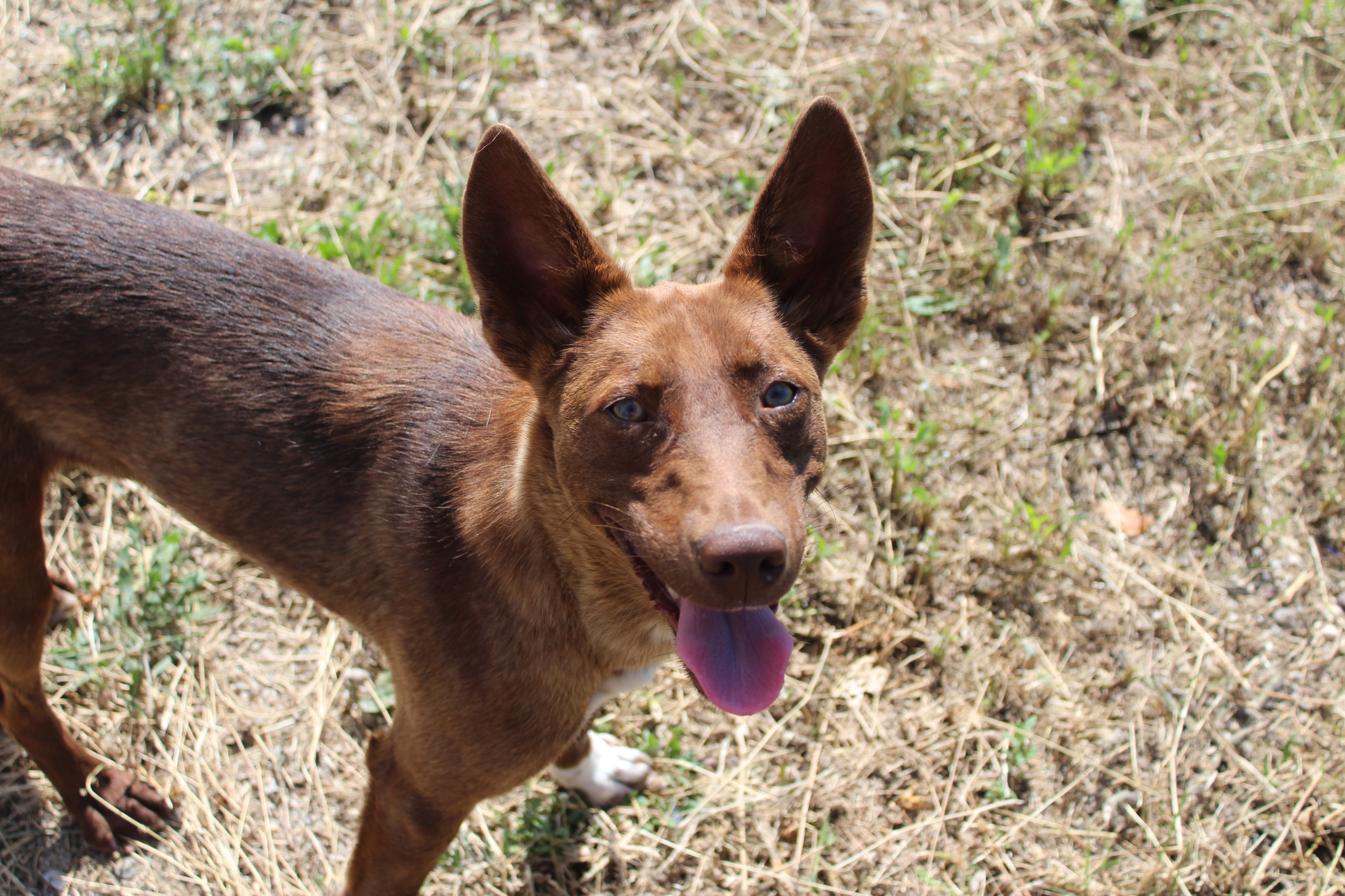 Detalle de PODENCO