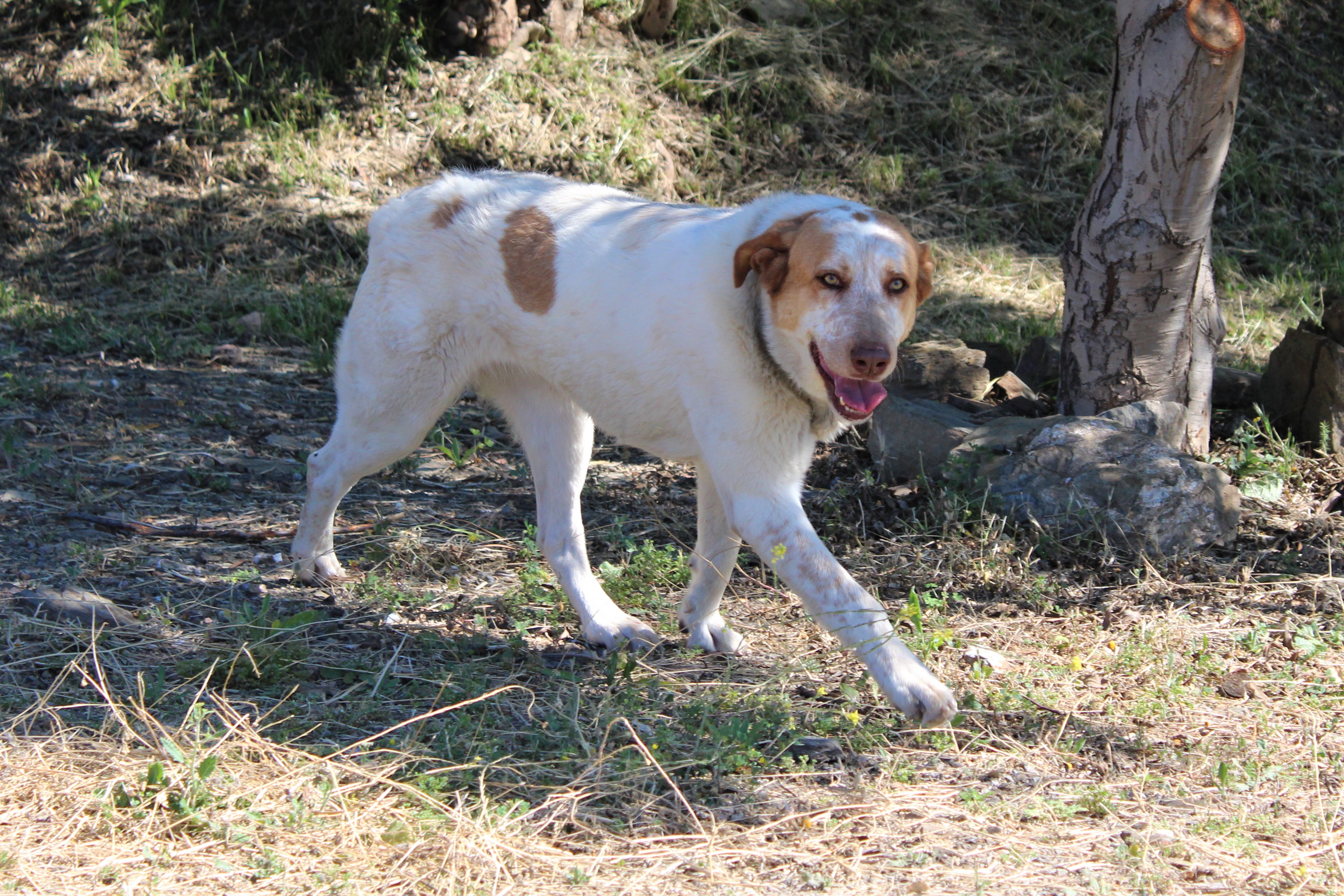 FIONA (N2 APT8)