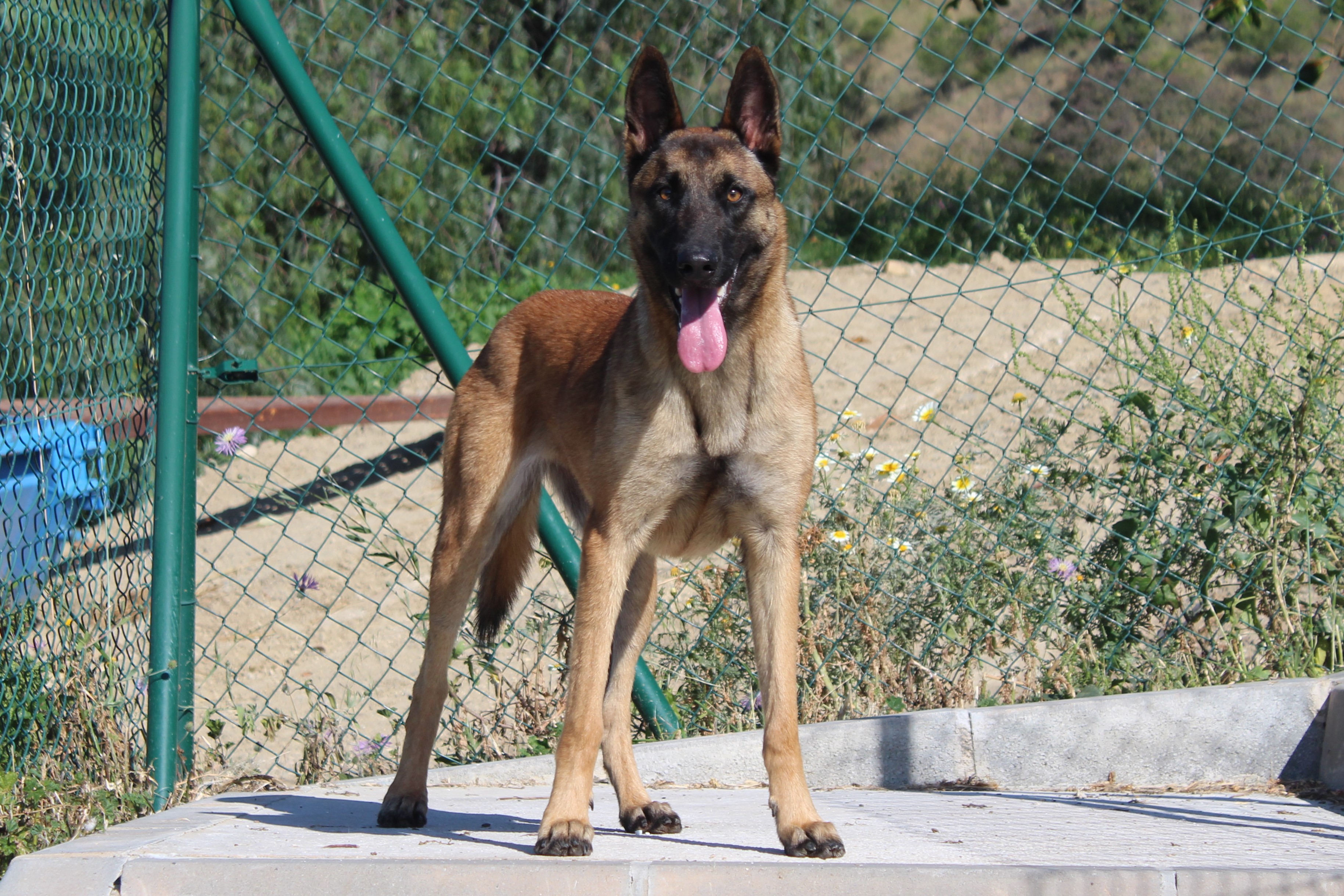 Detalle de PASTOR BELGA MALINOIS
