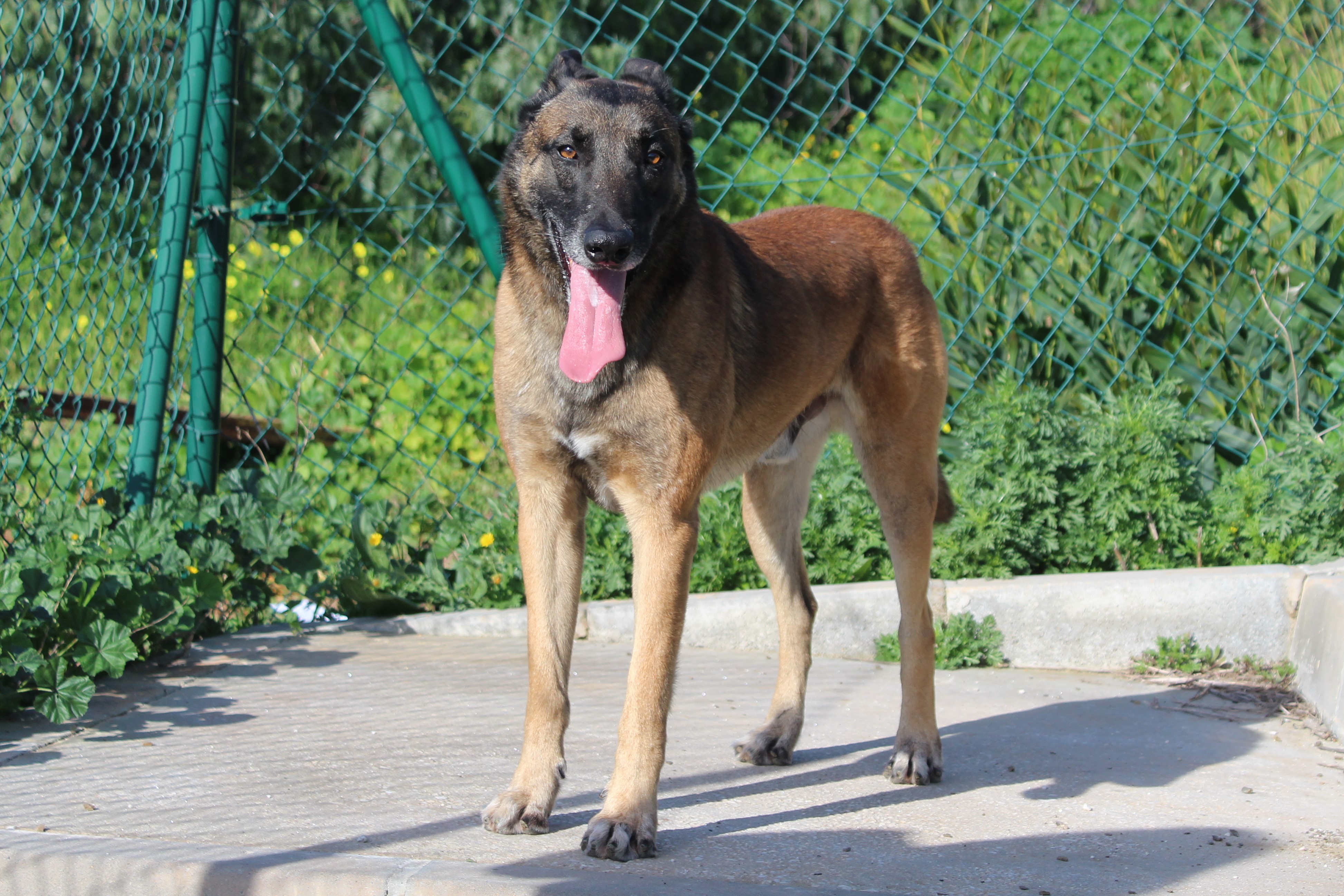 Detalle de PASTOR BELGA MALINOIS