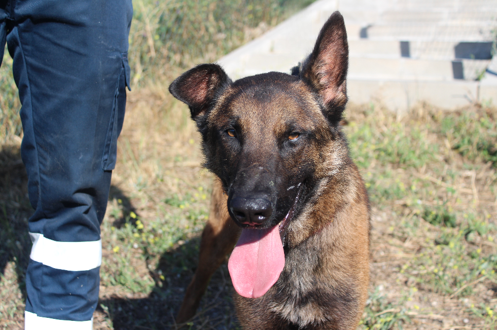Detalle de PASTOR BELGA MALINOIS