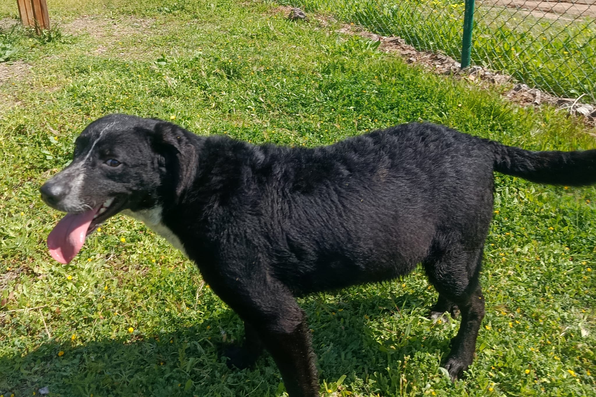 MACARRÓN (N3 APT20)