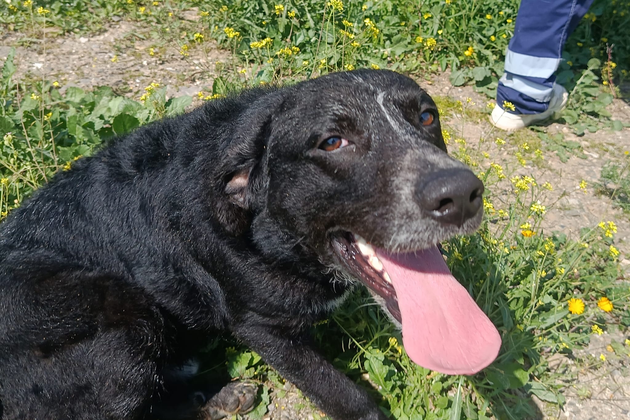 MACARRÓN (N3 APT20)