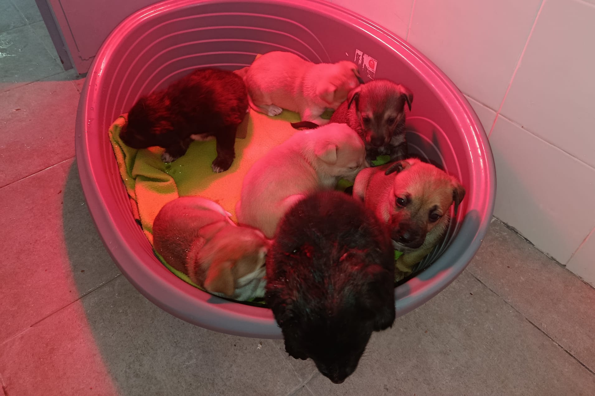 CACHORRITOS