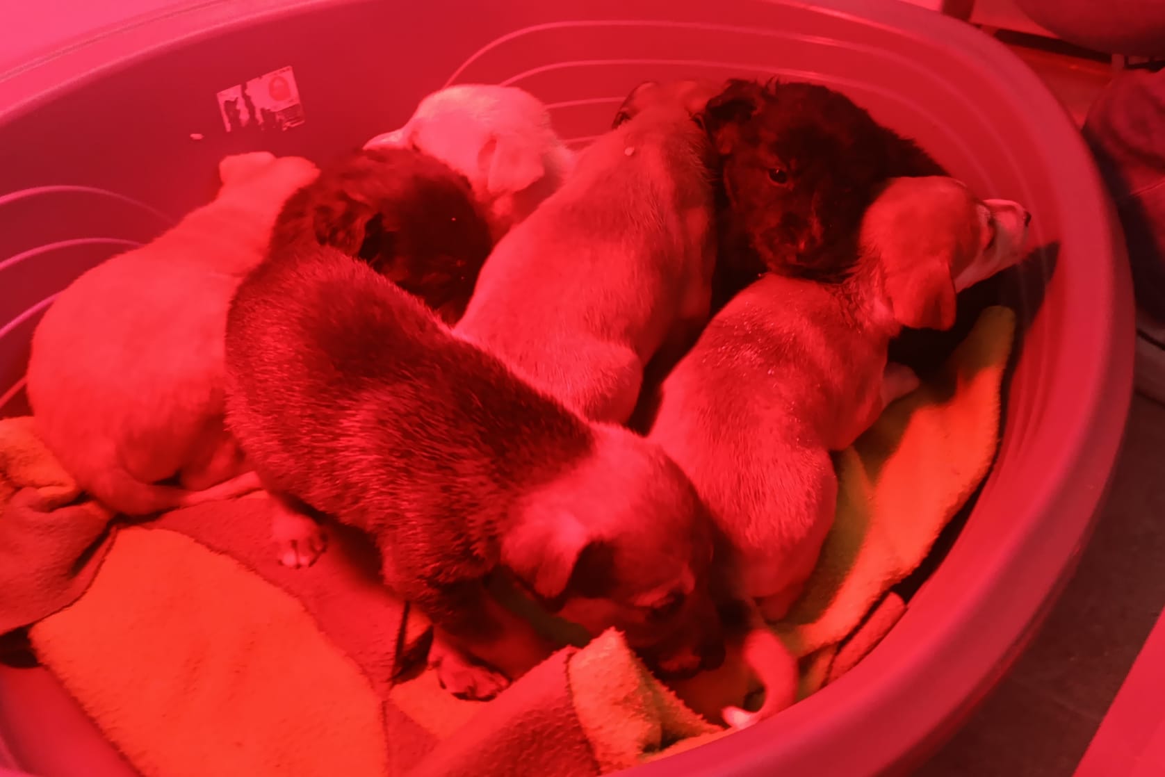 CACHORRITOS