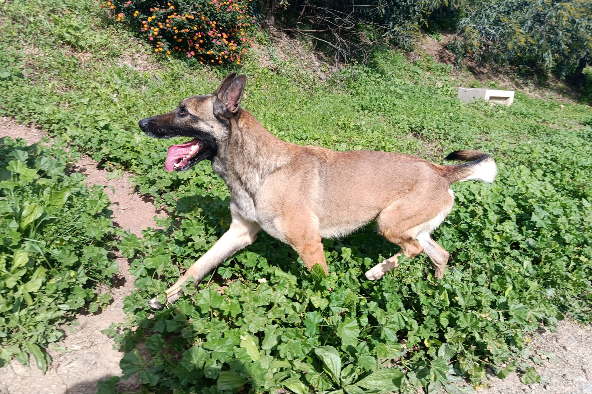 NALA (N3 APT32)