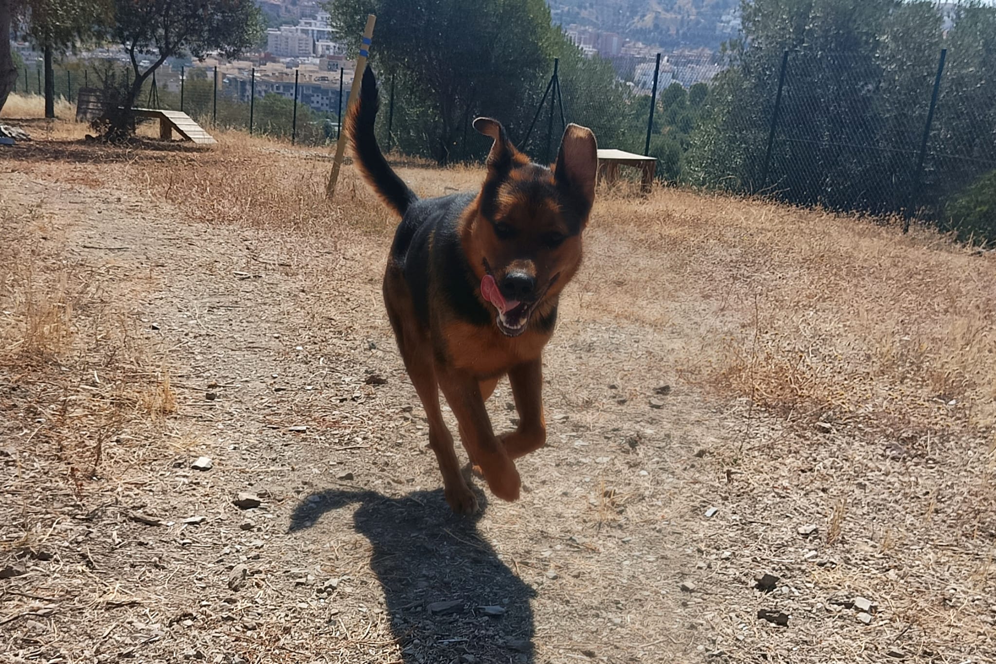 ZEUS (N1 APT20)