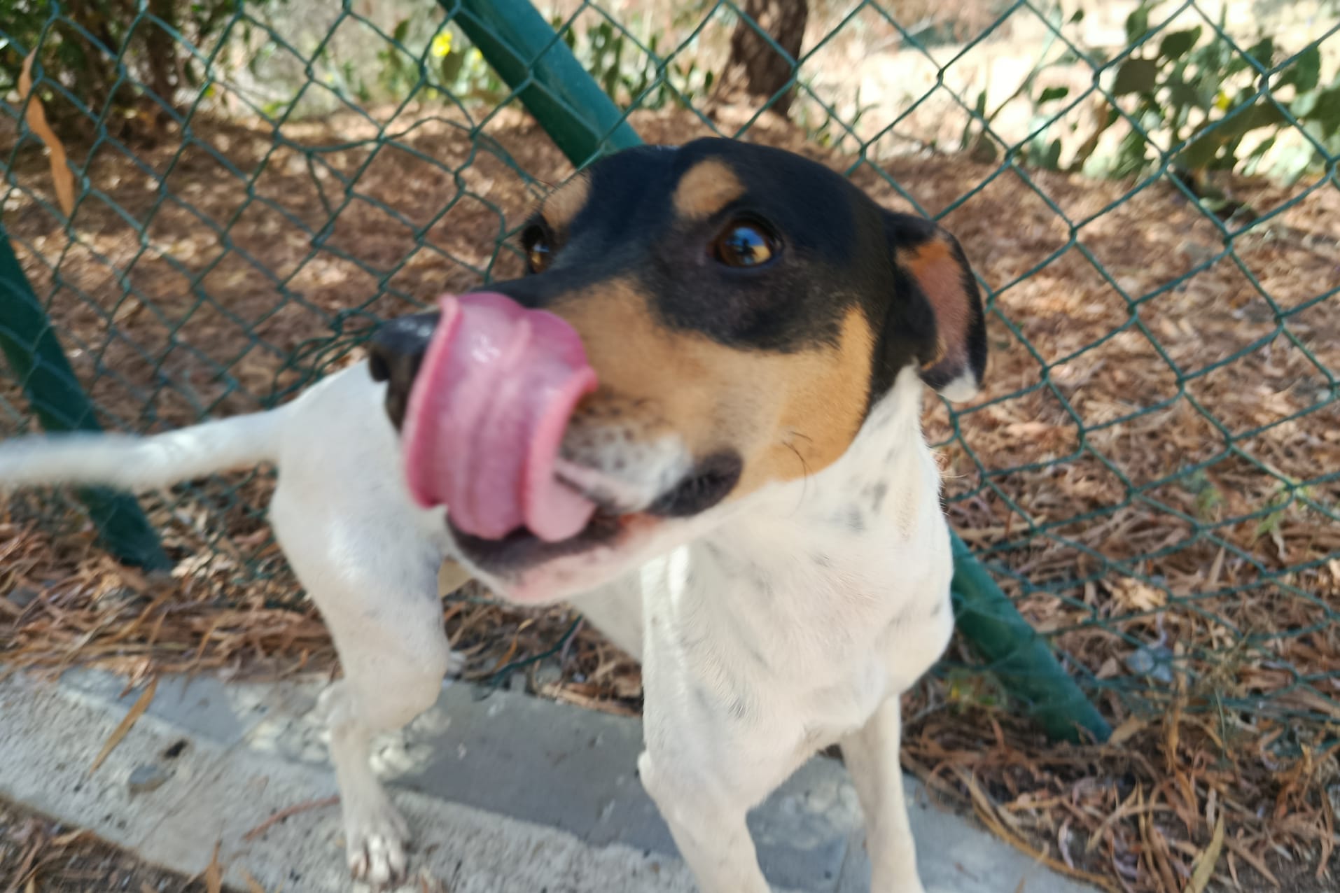 PIPO (N3 APT40)