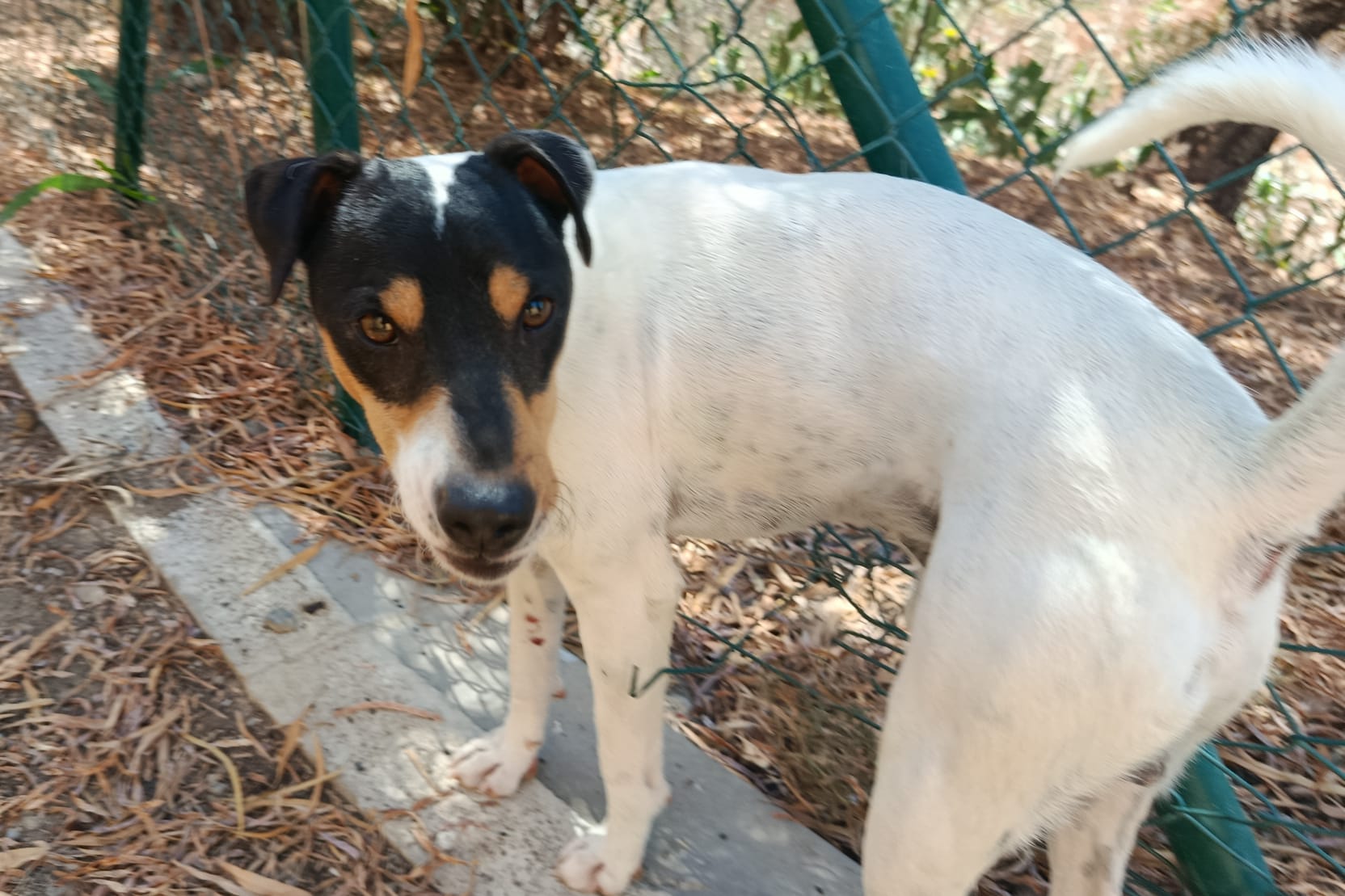PIPO (N3 APT40)