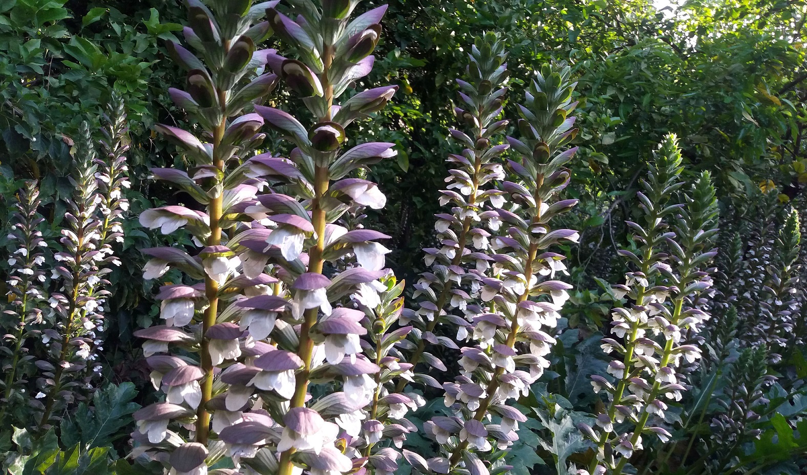 EL ACANTO, LA PLANTA DEL MES DE MAYO EN EL JARDÍN BOTÁNICO LA CONCEPCIÓN