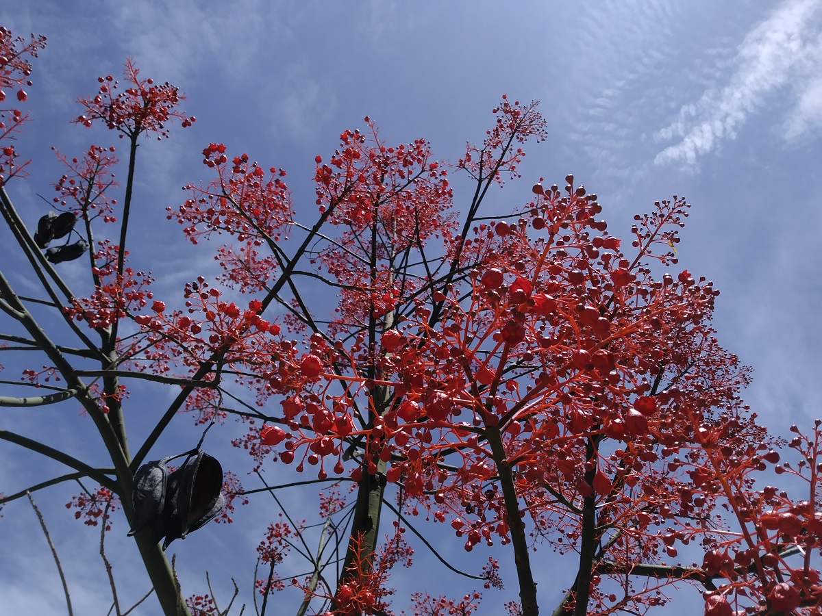EL ÁRBOL DE FUEGO, LA PLANTA DEL MES DE JUNIO EN EL JARDÍN BOTÁNICO LA CONCEPCIÓN