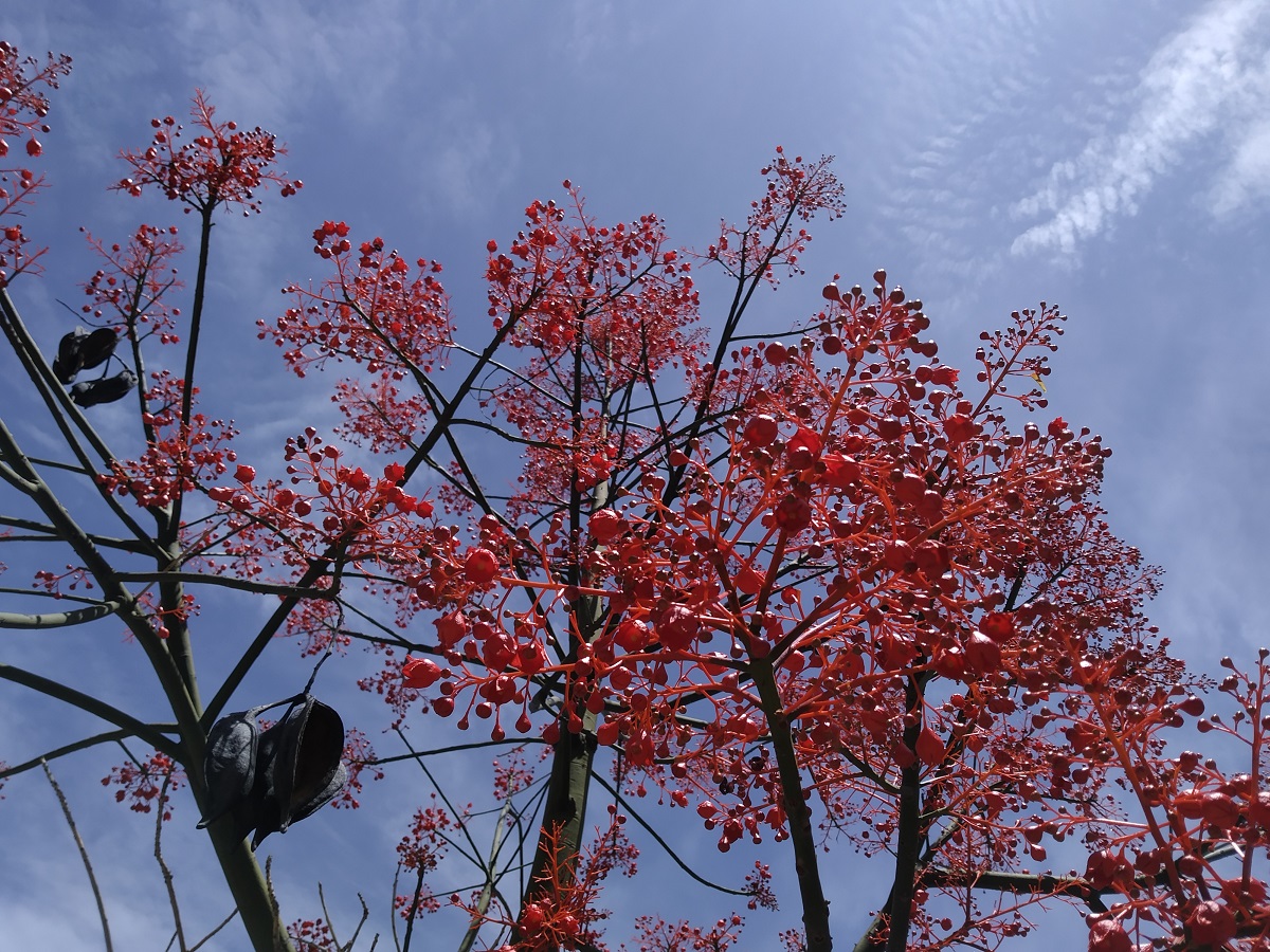 EL ÁRBOL DE FUEGO, LA PLANTA DEL MES DE JUNIO EN EL JARDÍN BOTÁNICO LA CONCEPCIÓN