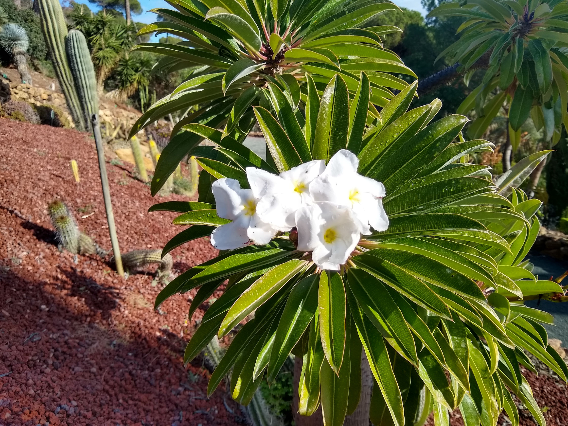 EL PACHIPODIO, LA PLANTA DEL MES DE AGOSTO EN LA CONCEPCIÓN