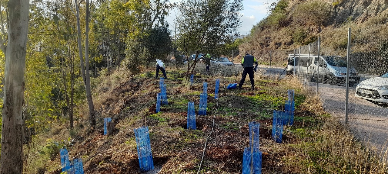 TERMINA LA CAMPAÑA DE REFORESTACIÓN DE 2021 CON LA PLANTACIÓN DE UN TOTAL DE 13.000 ÁRBOLES