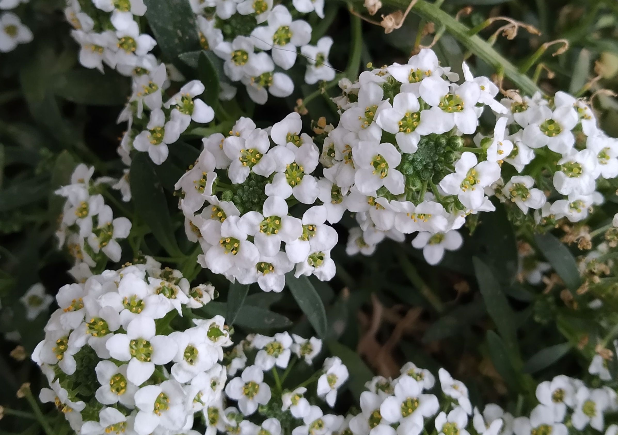 LA PLANTA DEL MES DE MAYO EN EL JARDÍN BOTÁNICO LA CONCEPCIÓN ES EL ALISO DE MAR