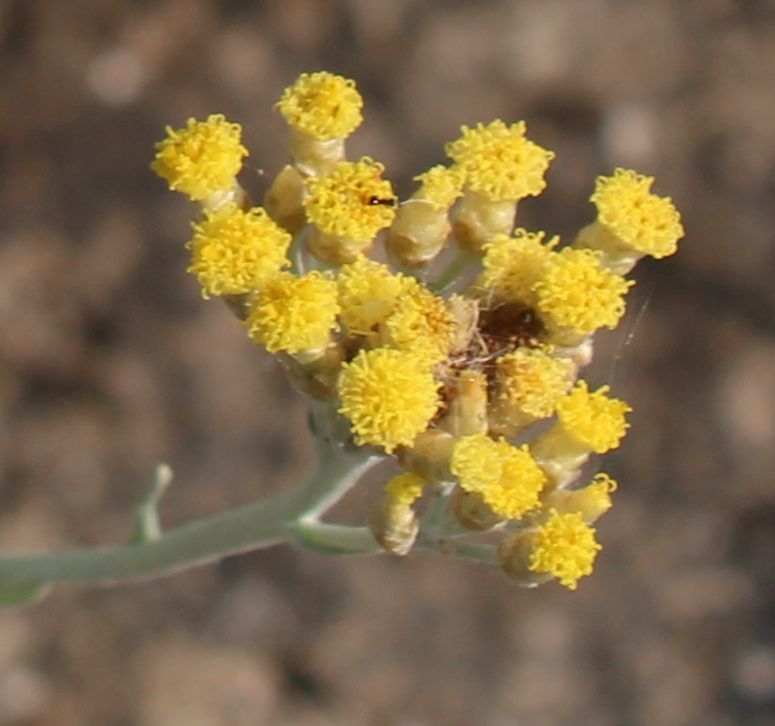 LA PLANTA DEL MES DE JUNIO EN EL JARDÍN BOTÁNICO LA CONCEPCIÓN ES EL FALSO CURRI