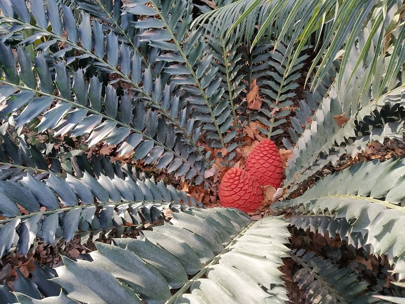 LA PLANTA DEL MES DICIEMBRE EN EL JARDÍN BOTÁNICO HISTÓRICO LA CONCEPCIÓN ES LA CICA ZULÚ