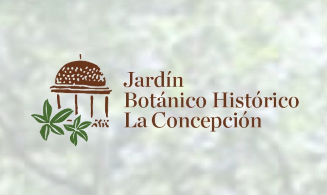 EL JARDÍN BOTÁNICO HISTÓRICO LA CONCEPCIÓN ELIGE AL PITOSPORO ONDULADO COMO PLANTA DEL MES DE ENERO