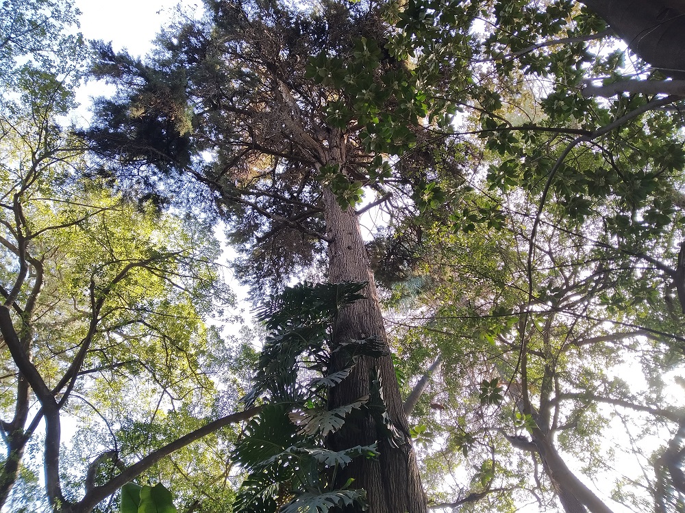 EL JARDÍN BOTÁNICO HISTÓRICO LA CONCEPCIÓN ELIGE EL CIPRÉS DE MÉXICO COMO PLANTA DEL MES DE MARZO